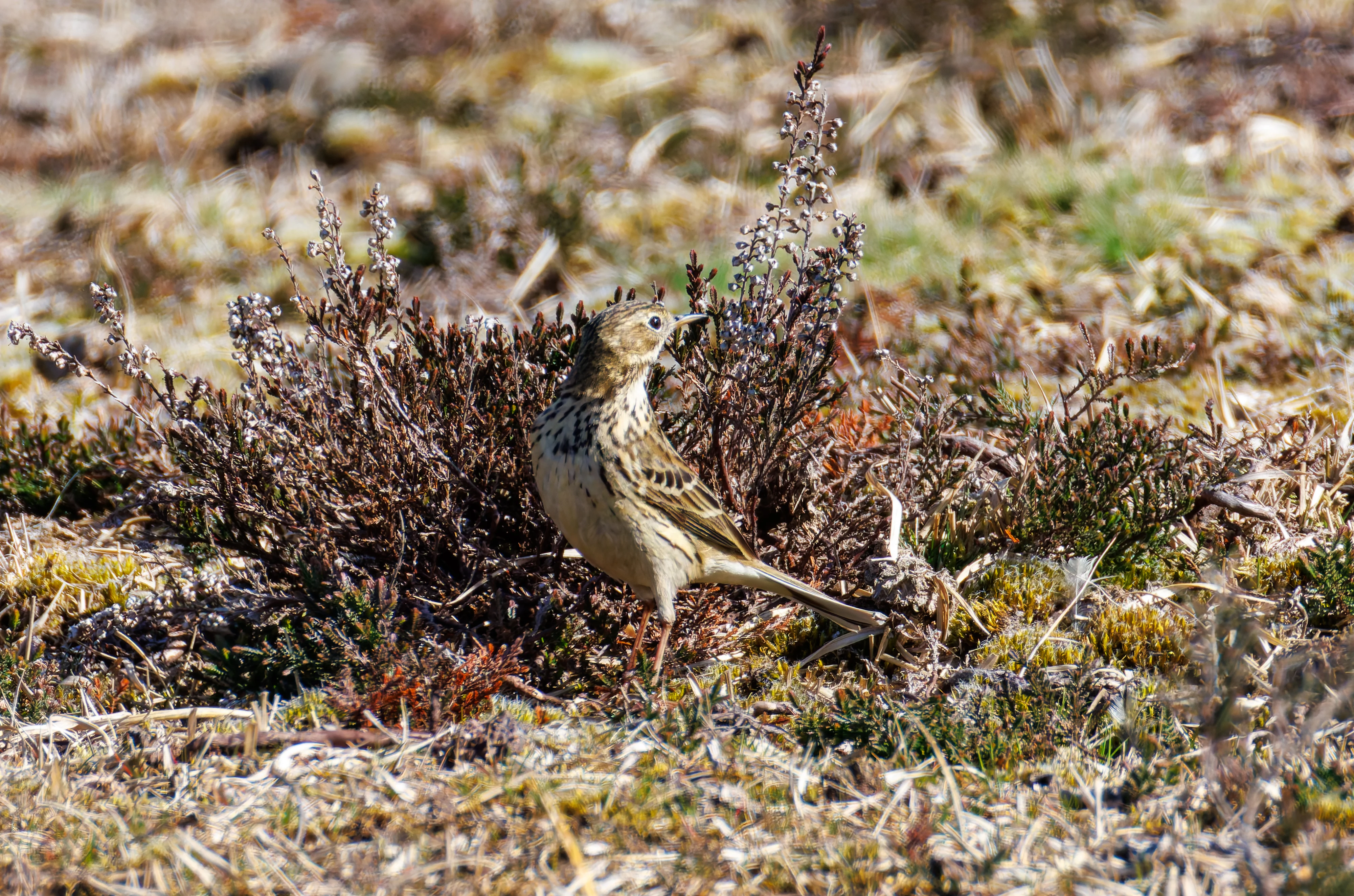 Meadow Pipit, Pig Bush, Hampshire, UK — photo by Orlando Prugel-Bennett