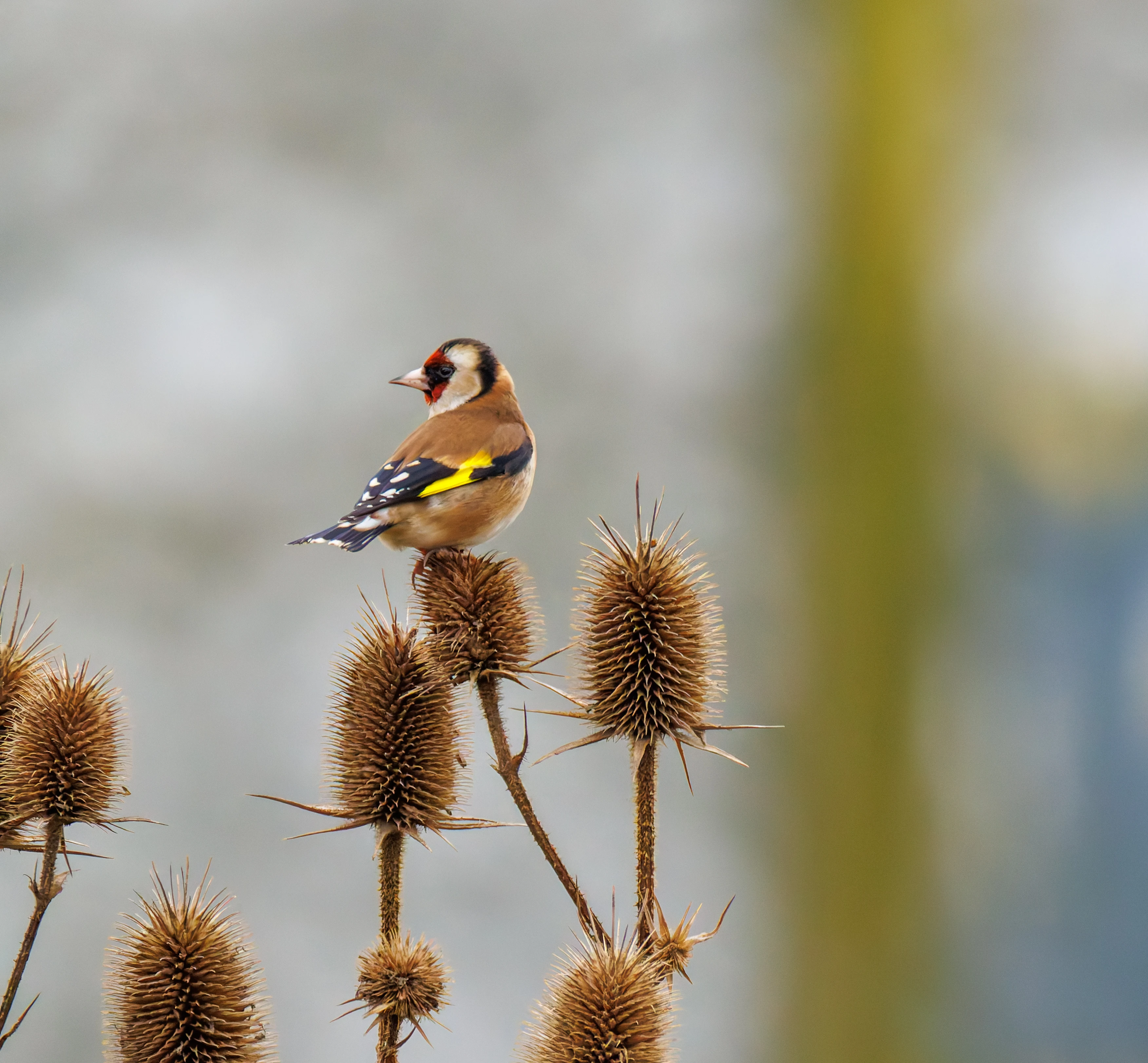 Goldfinch, Abingdon, UK — photo by Orlando Prugel-Bennett