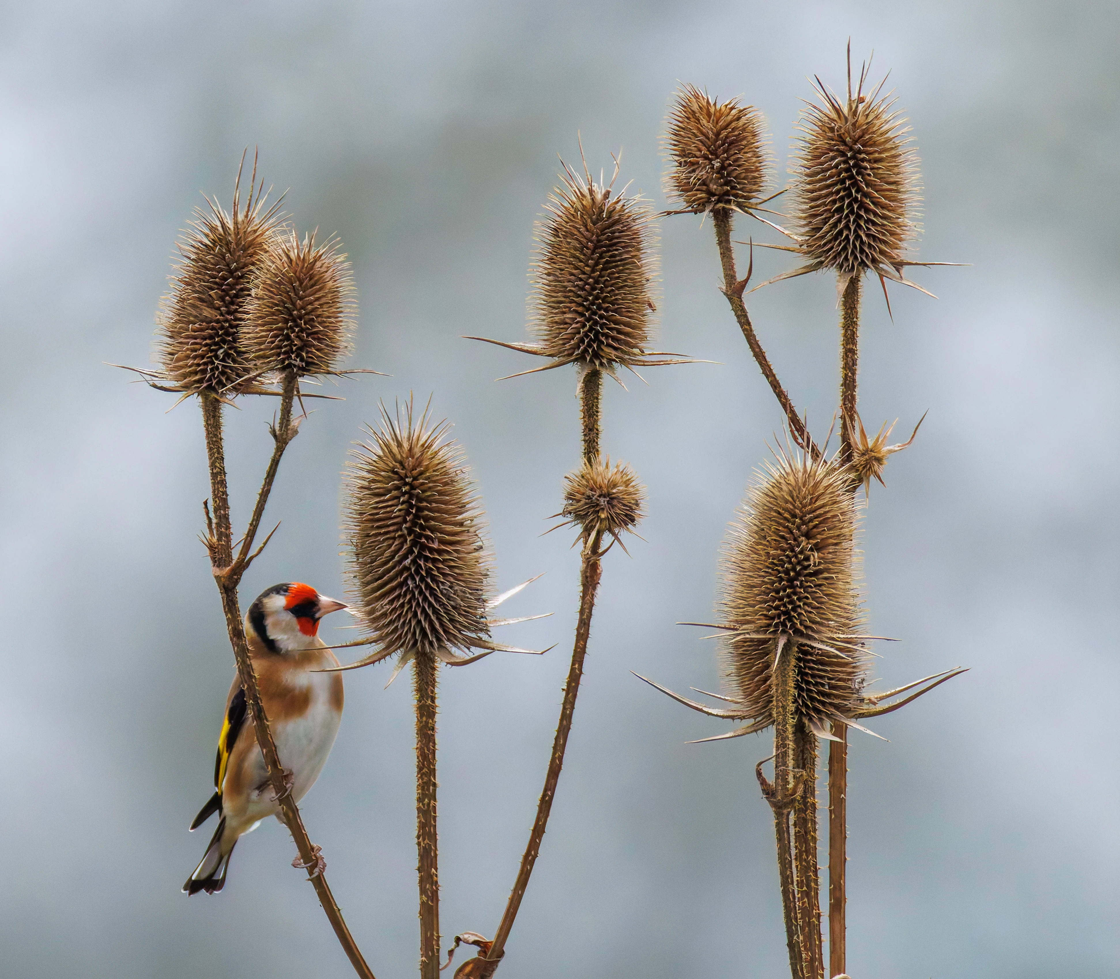 Goldfinch, Abingdon, UK — photo by Orlando Prugel-Bennett