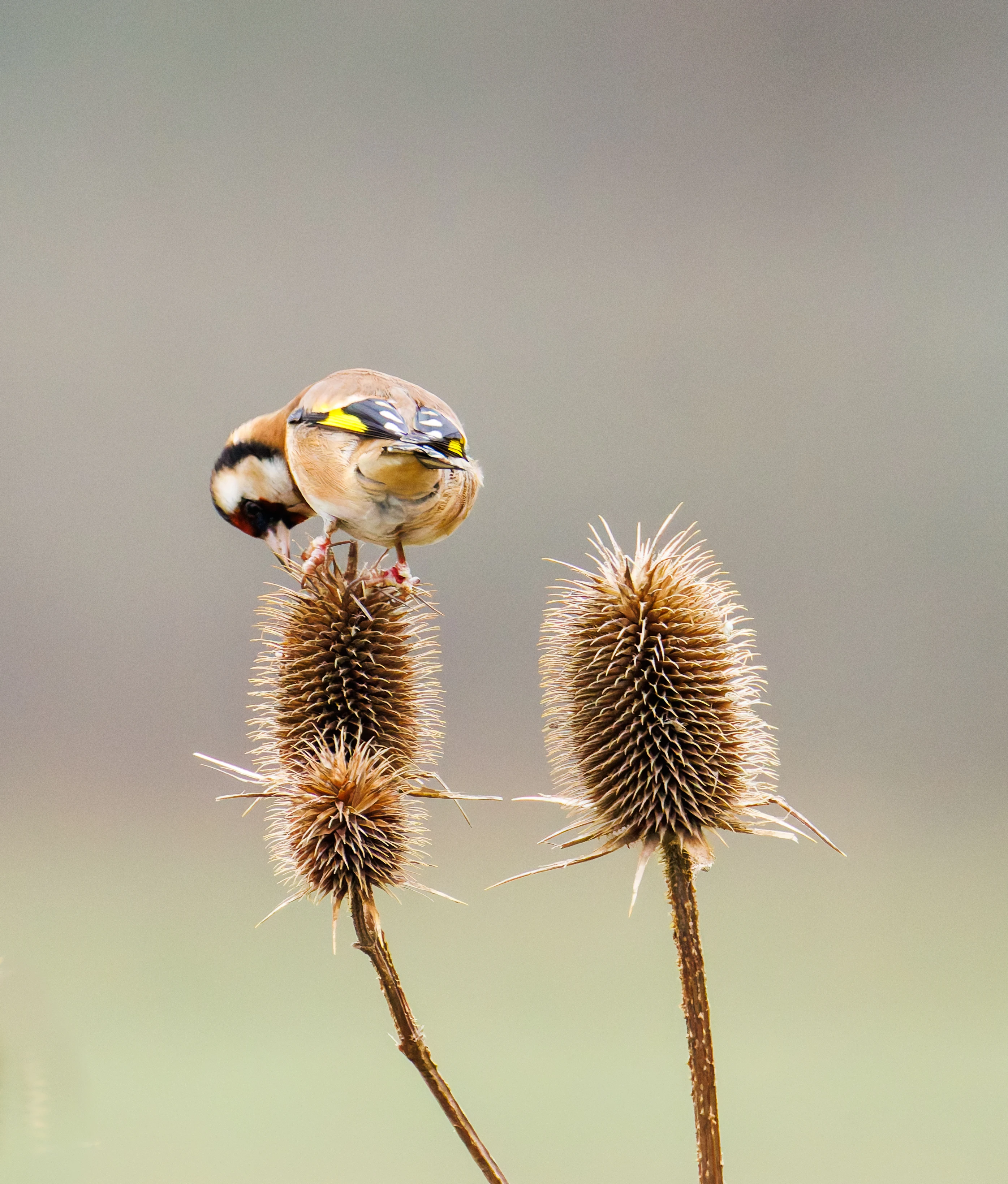 Goldfinch, Abingdon, UK — photo by Orlando Prugel-Bennett