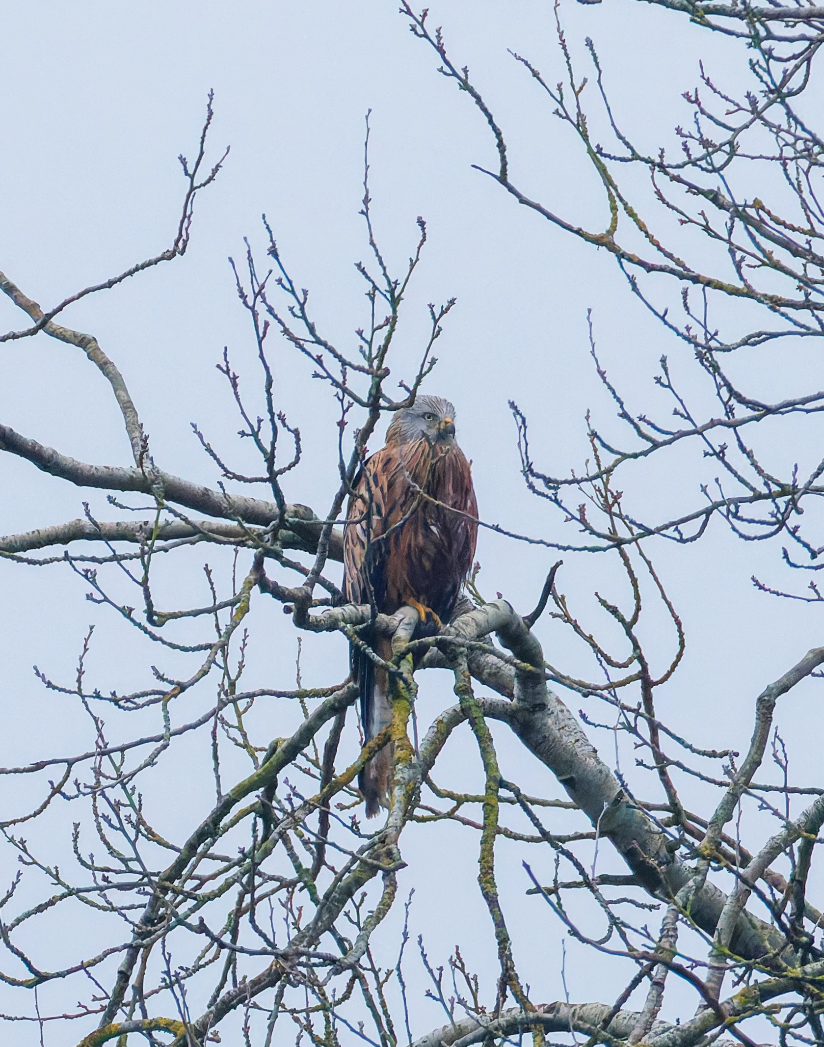 Red Kite, Abingdon, UK — photo by Orlando Prugel-Bennett