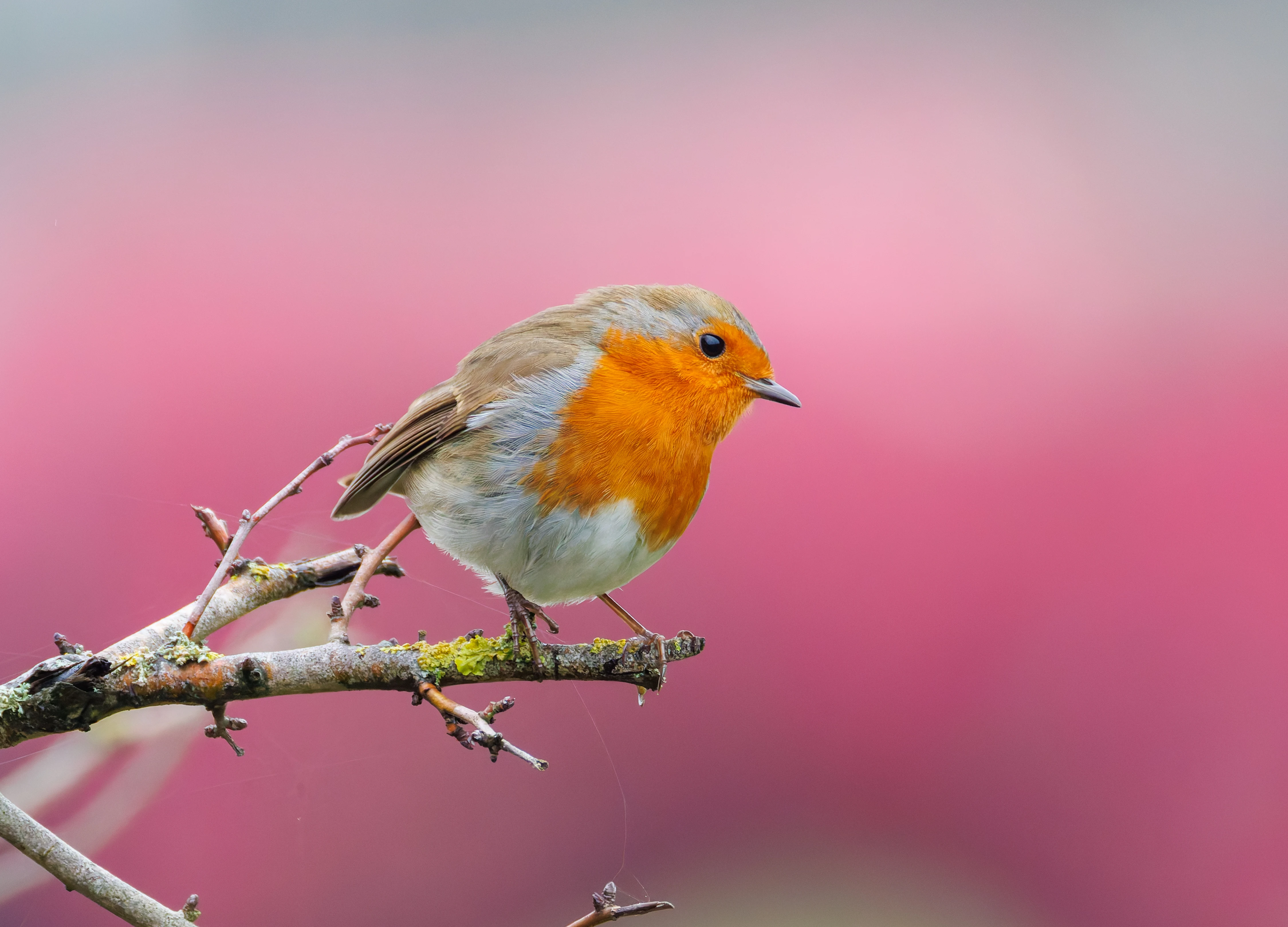 Robin, Abingdon, UK — photo by Orlando Prugel-Bennett