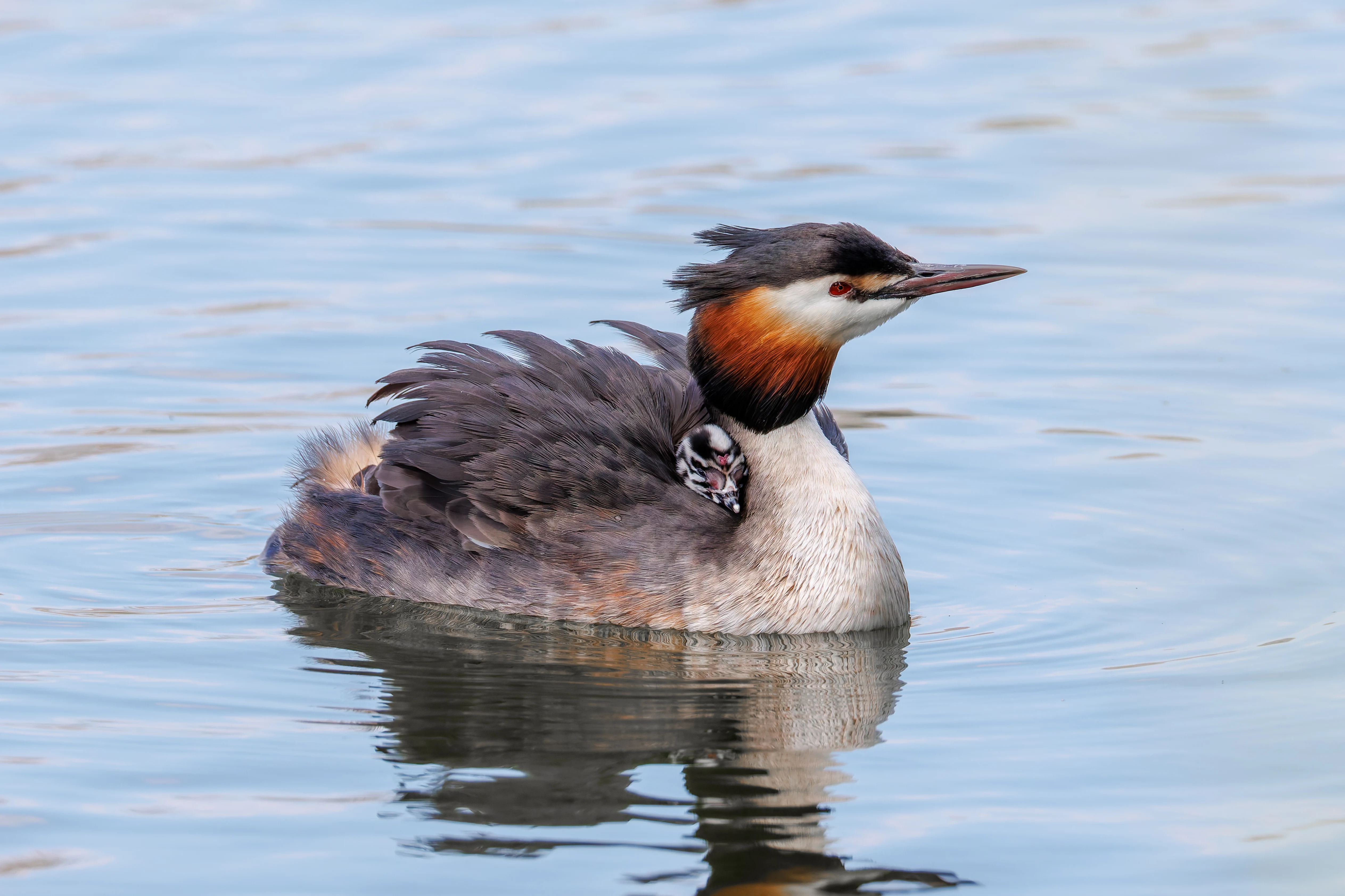 Great Crested Grebe with Babies, Lakeside, UK — photo by Orlando Prugel-Bennett