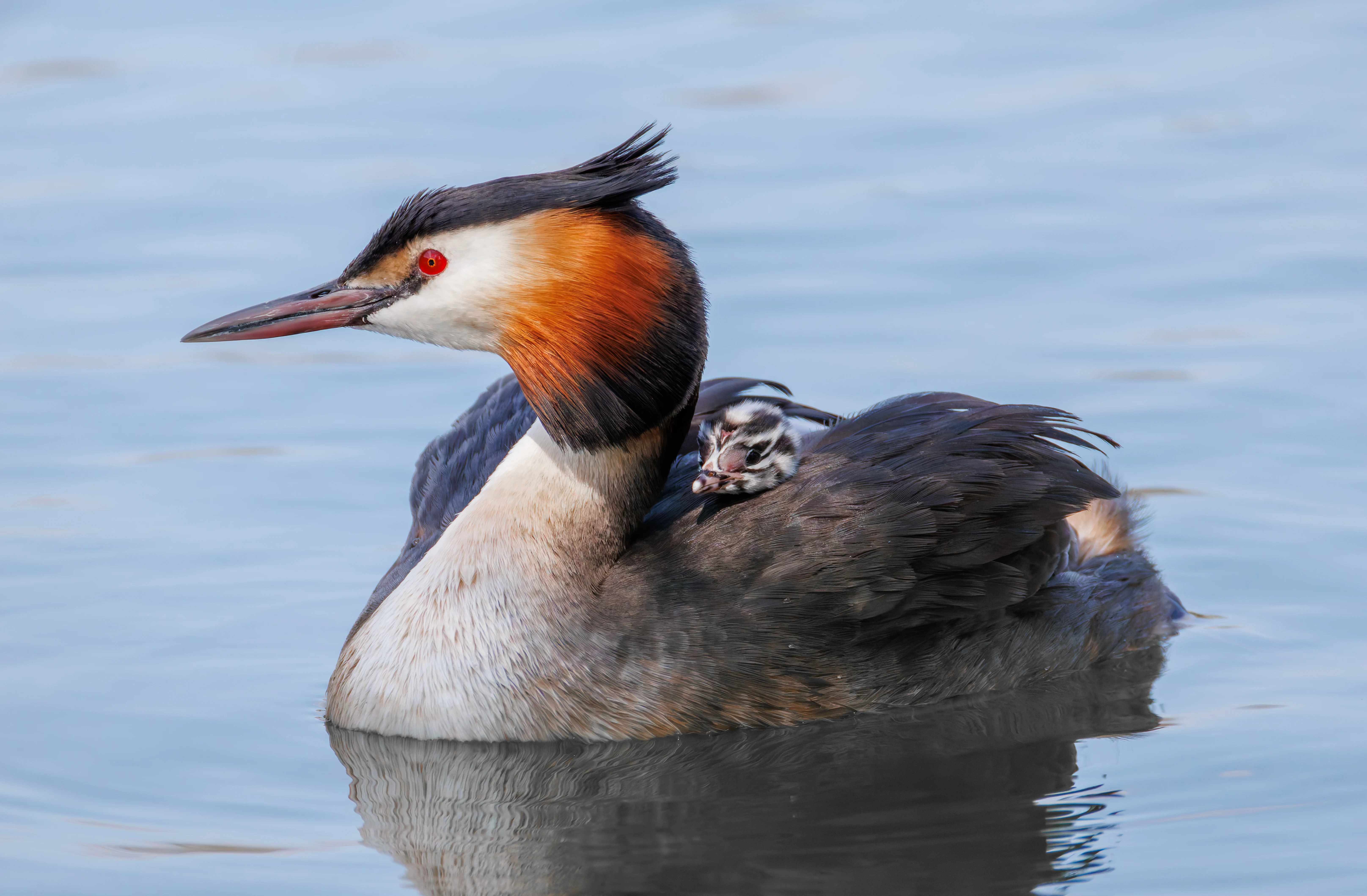 Great Crested Grebe with Babies, Lakeside, Eastleigh, UK — photo by Orlando Prugel-Bennett