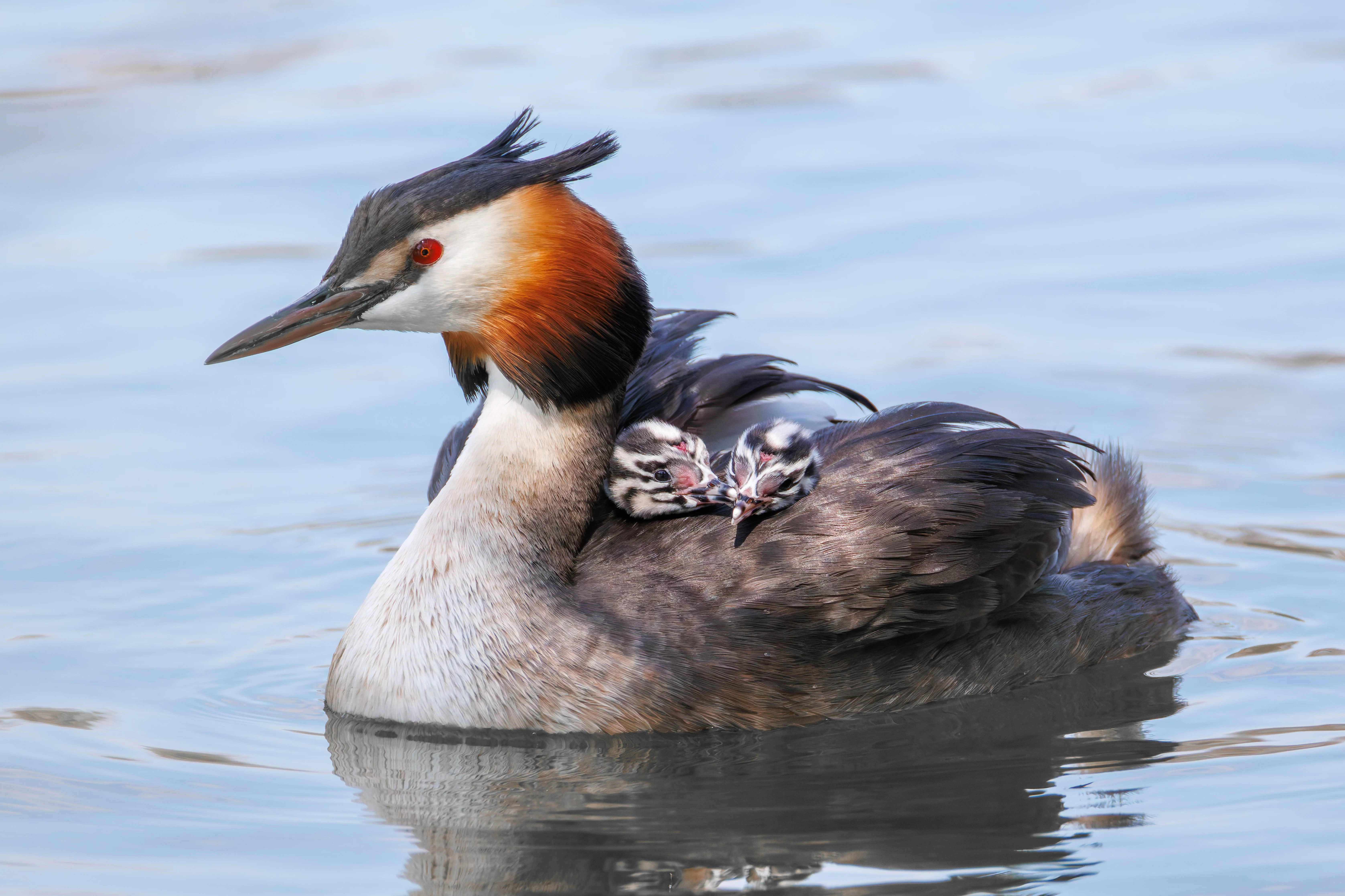 Great Crested Grebe with Babies, Lakeside, Eastleigh, UK — photo by Orlando Prugel-Bennett