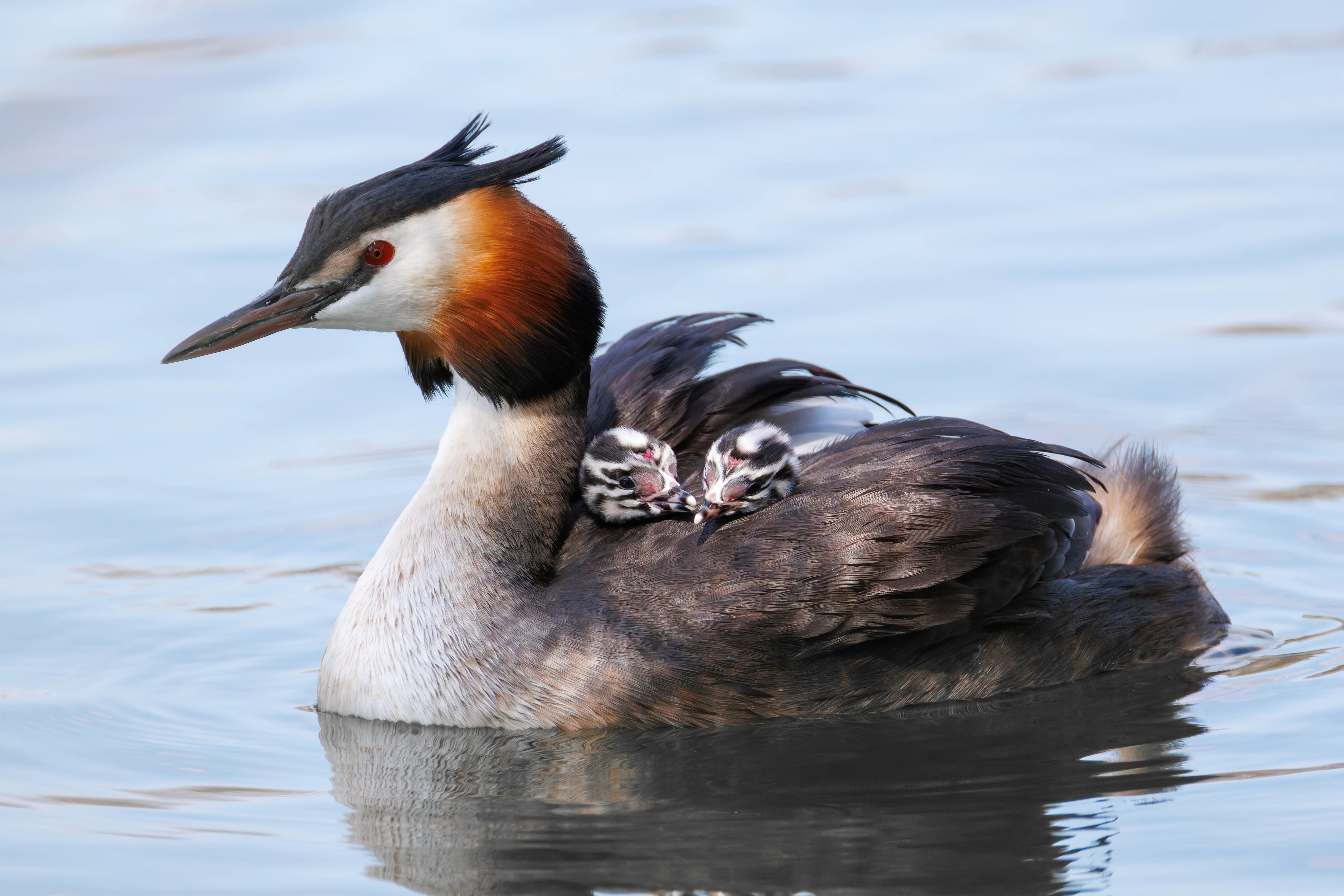 Great Crested Grebe with Babies, Lakeside, Eastleigh, UK — photo by Orlando Prugel-Bennett