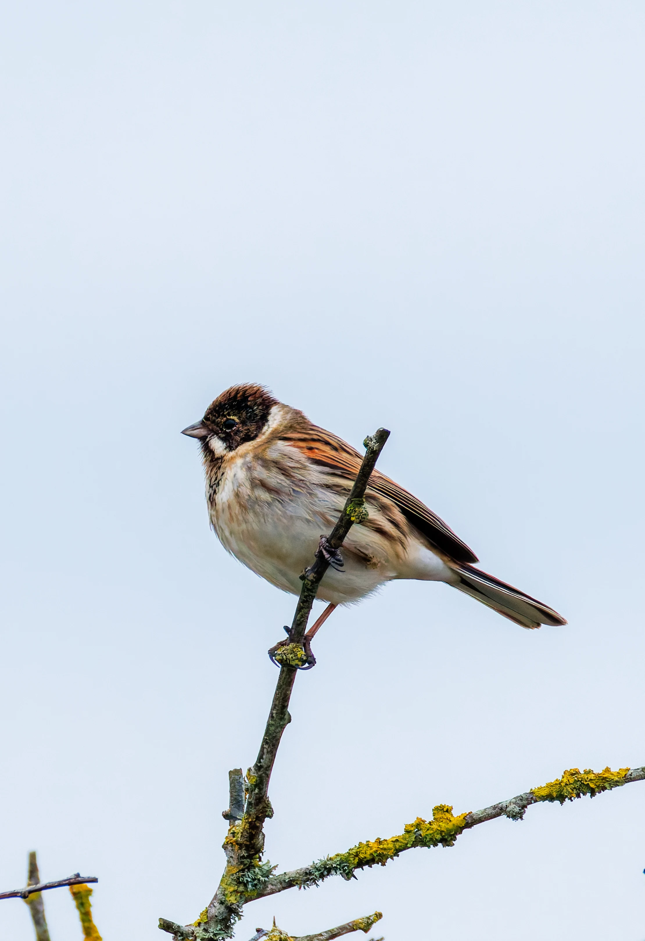 Male Reed Bunting, Keyhaven Lagoon, Lymington, UK — photo by Orlando Prugel-Bennett