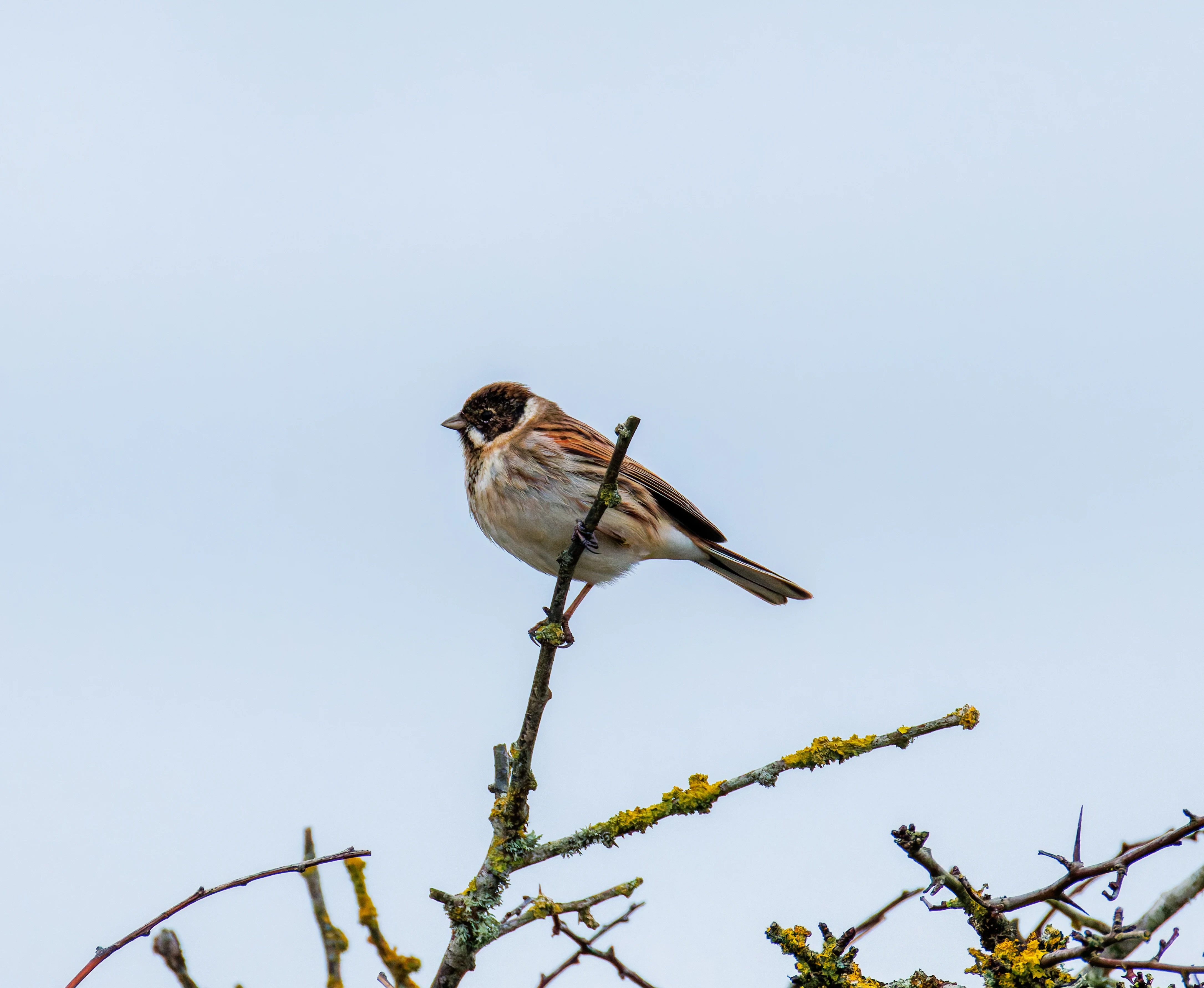 Male Reed Bunting, Keyhaven Lagoon, Lymington, UK — photo by Orlando Prugel-Bennett
