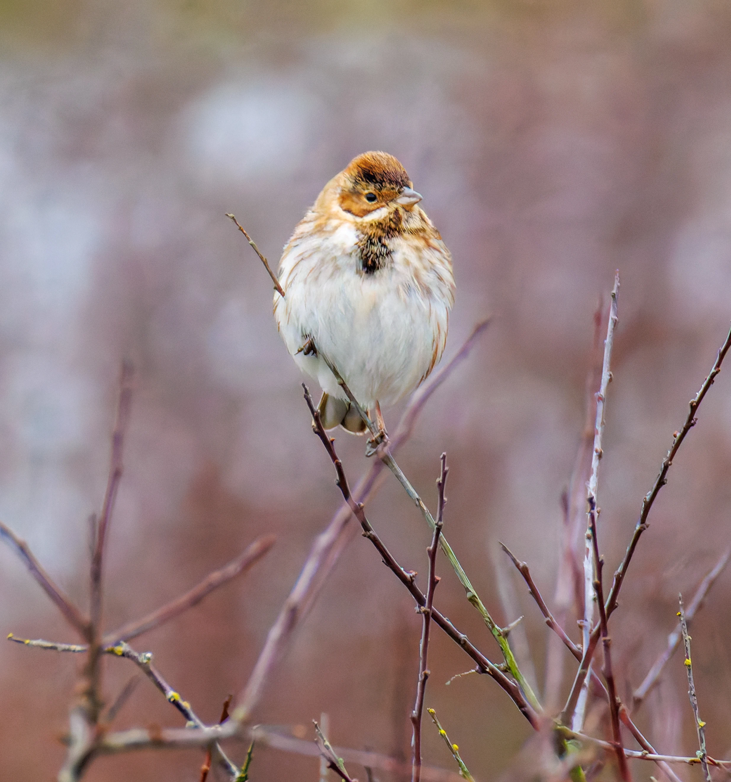 Female Reed Bunting, Keyhaven Lagoon, Lymington, UK — photo by Orlando Prugel-Bennett