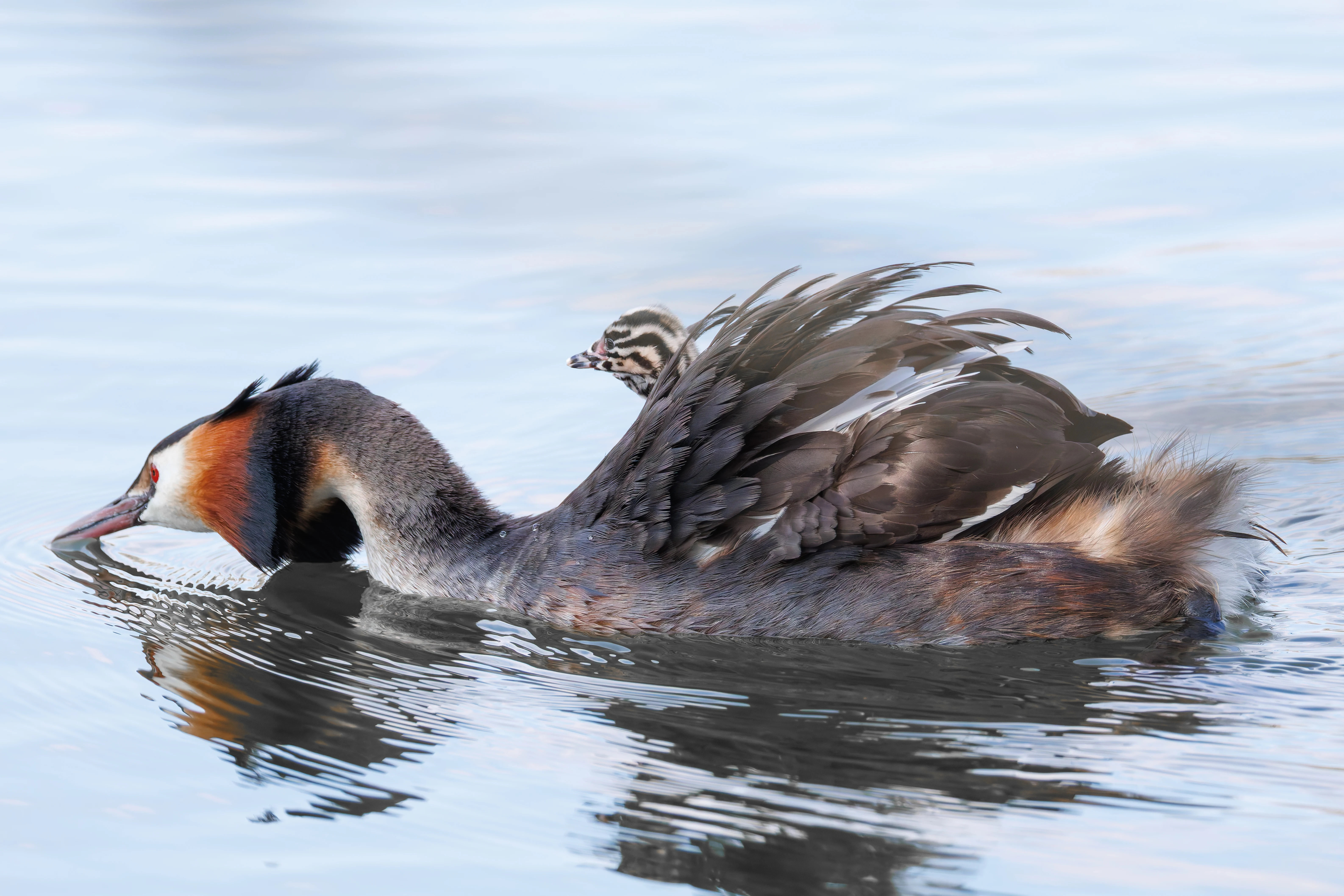 Great Crested Grebe with Babies, Lakeside, Eastleigh, UK — photo by Orlando Prugel-Bennett