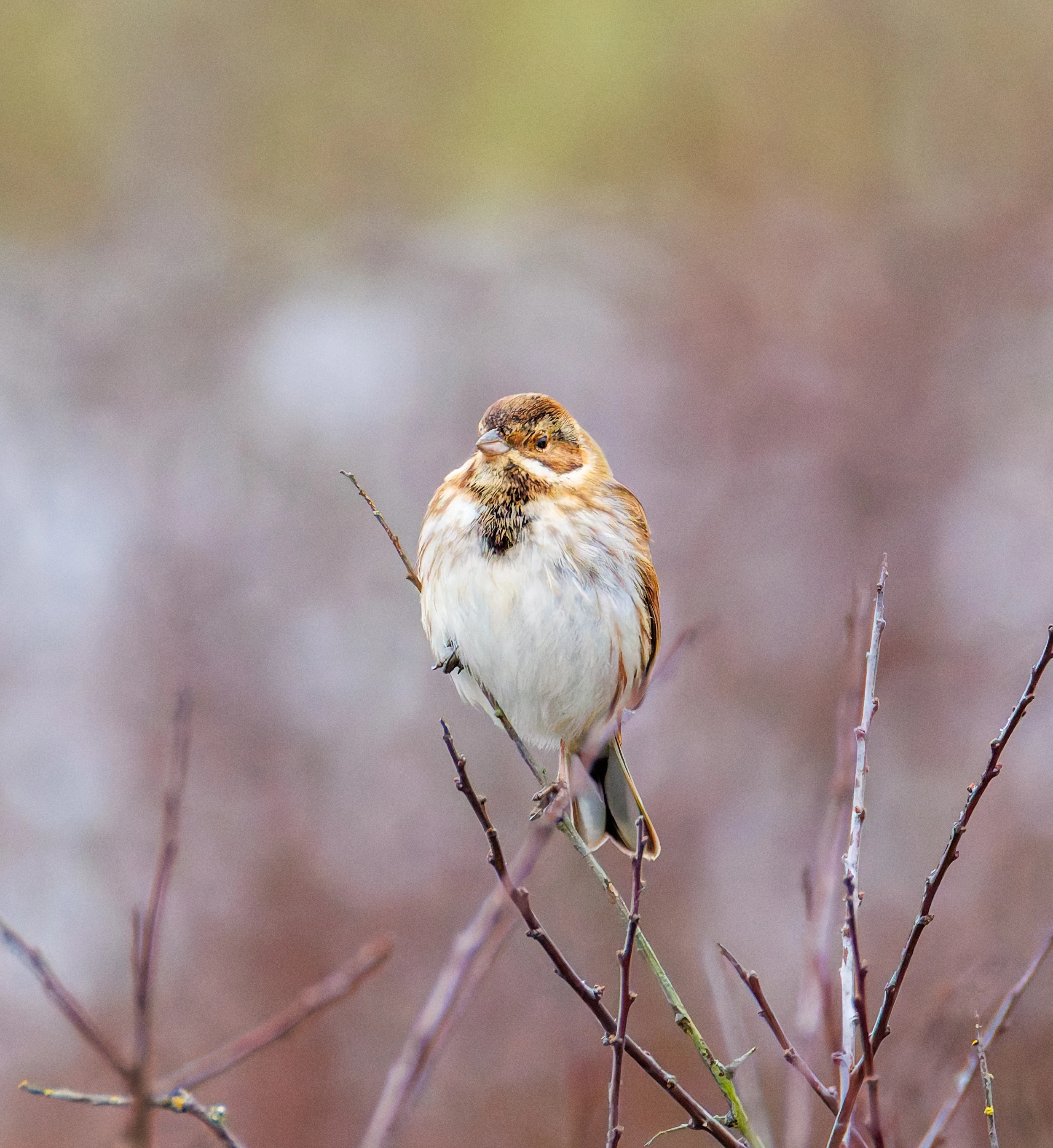 Female Reed Bunting, Keyhaven Lagoon, Lymington, UK — photo by Orlando Prugel-Bennett