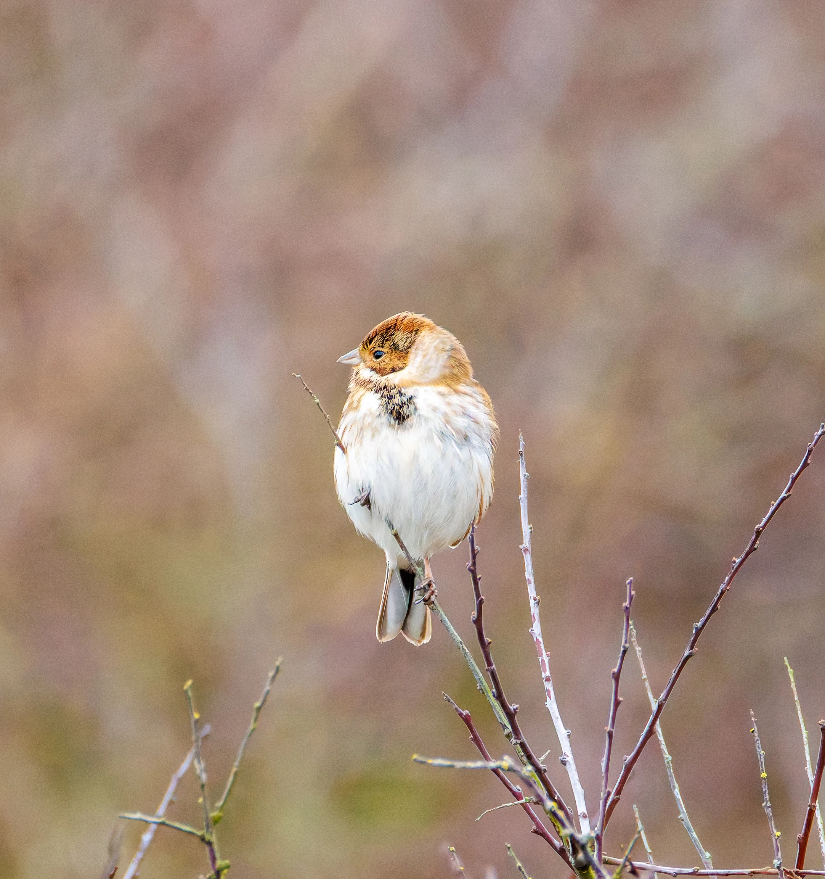 Female Reed Bunting, Keyhaven Lagoon, Lymington, UK — photo by Orlando Prugel-Bennett
