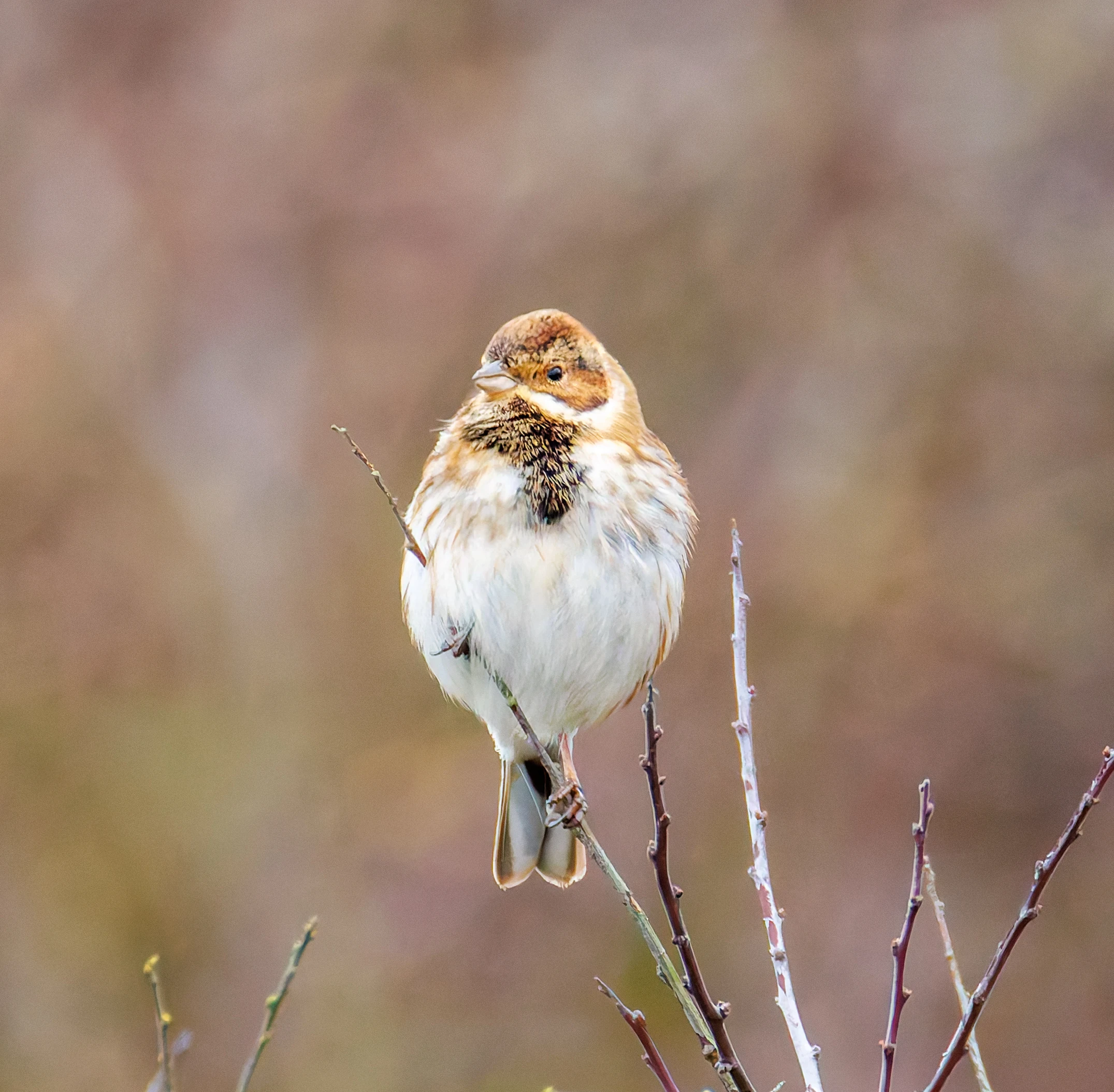 Female Reed Bunting, Keyhaven Lagoon, Lymington, UK — photo by Orlando Prugel-Bennett