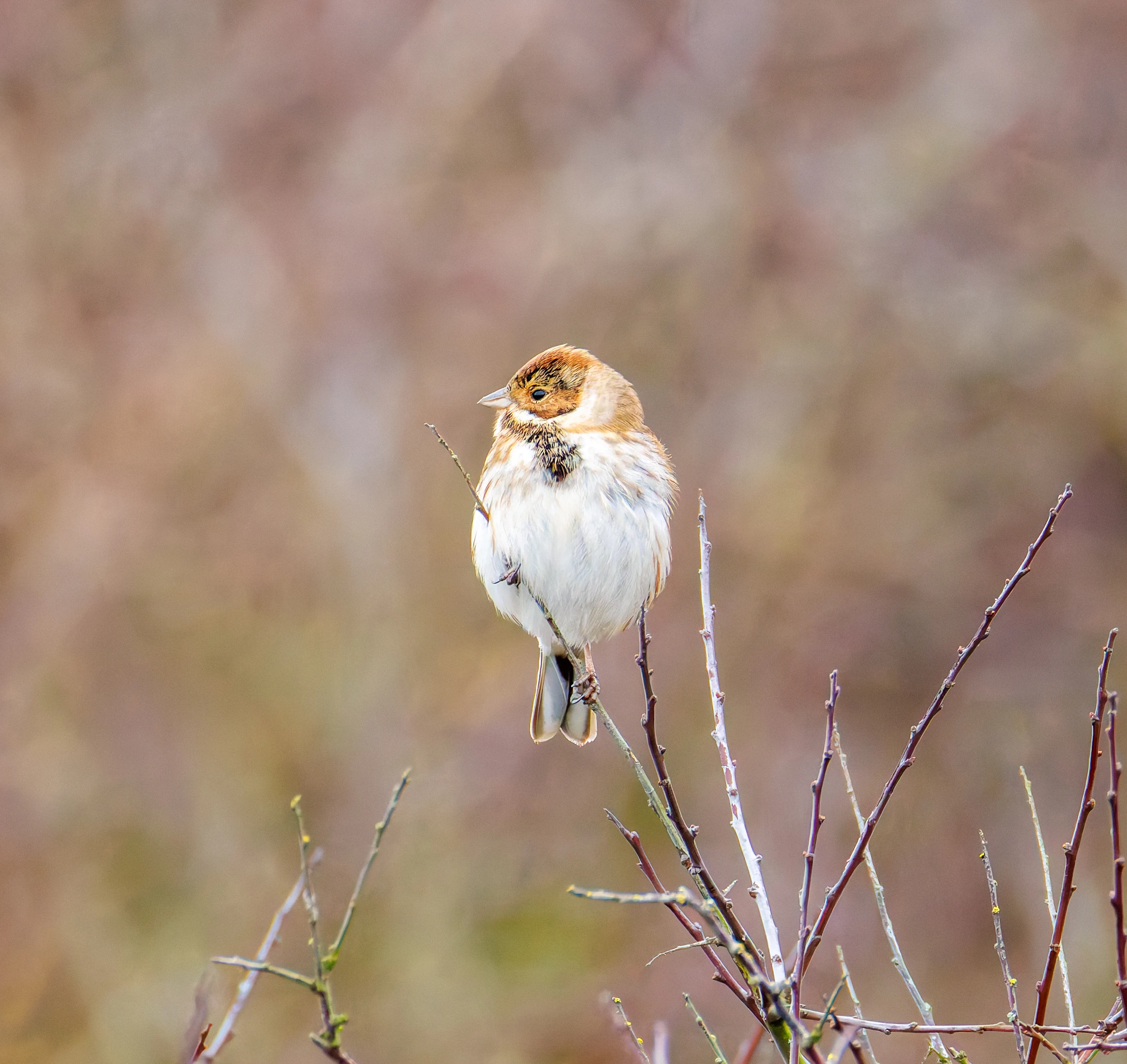 Female Reed Bunting, Keyhaven Lagoon, Lymington, UK — photo by Orlando Prugel-Bennett