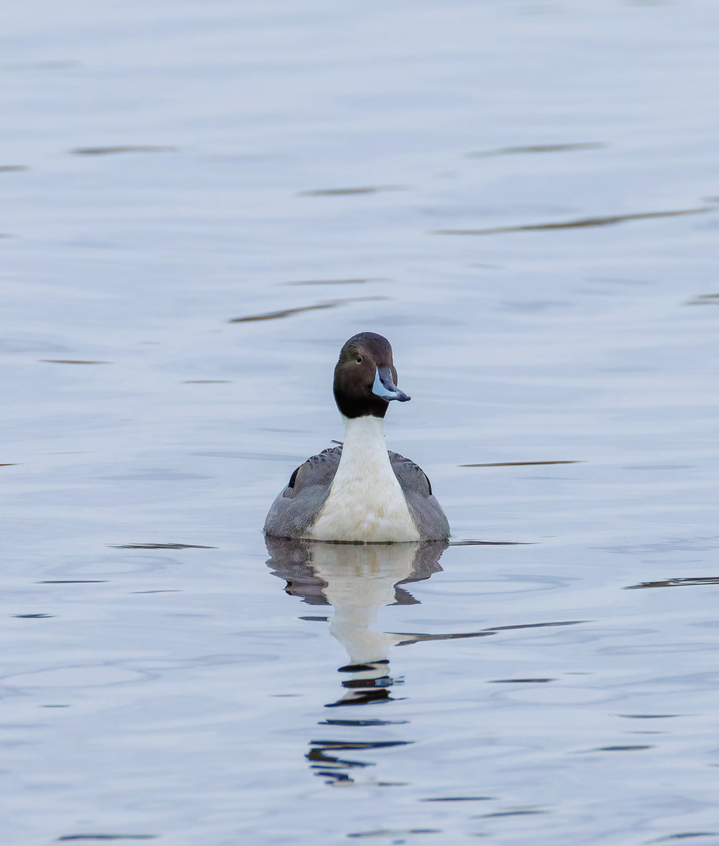 Pintail, Keyhaven Lagoon, Lymington, UK — photo by Orlando Prugel-Bennett