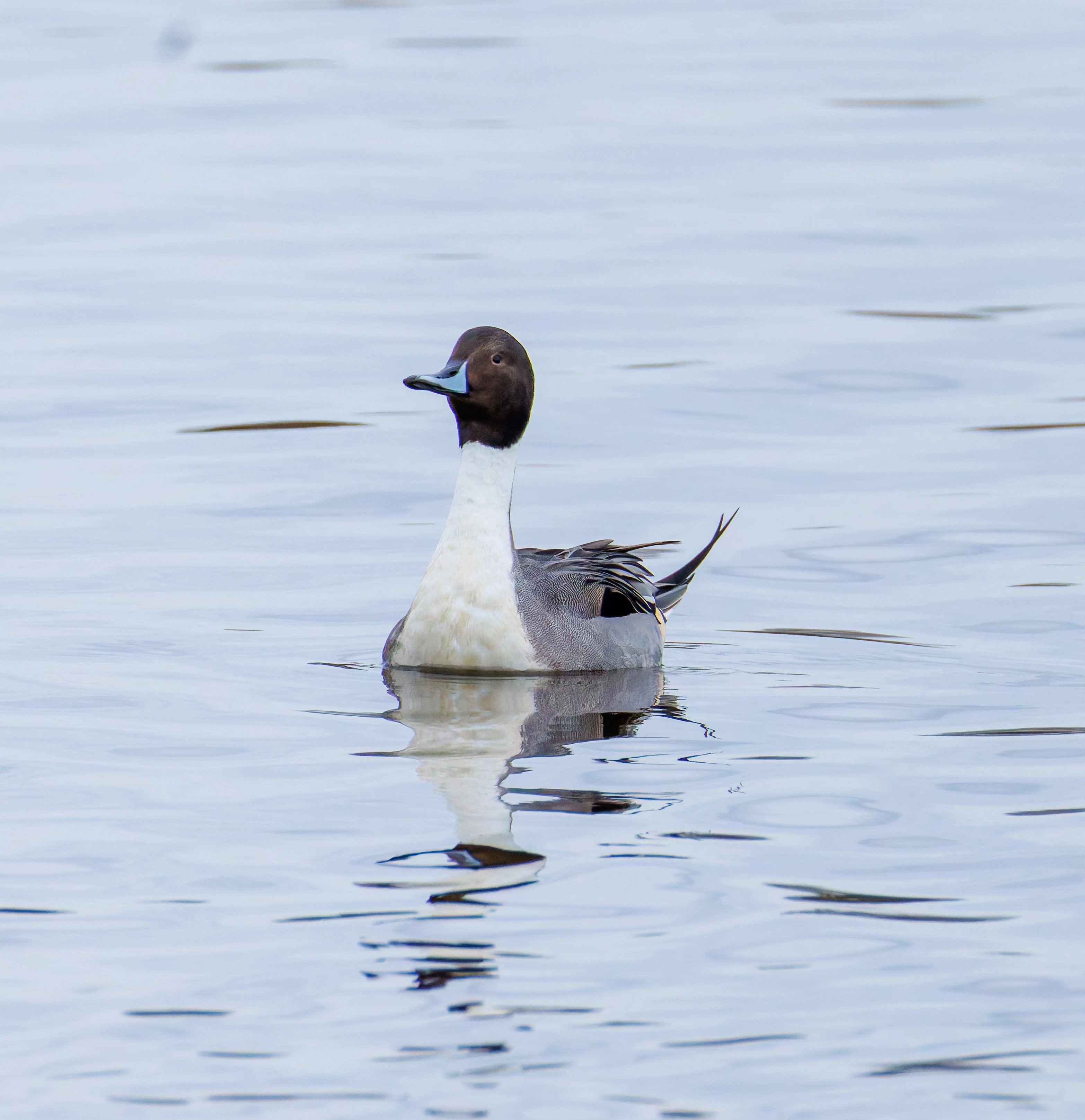 Pintail, Keyhaven Lagoon, Lymington, UK — photo by Orlando Prugel-Bennett