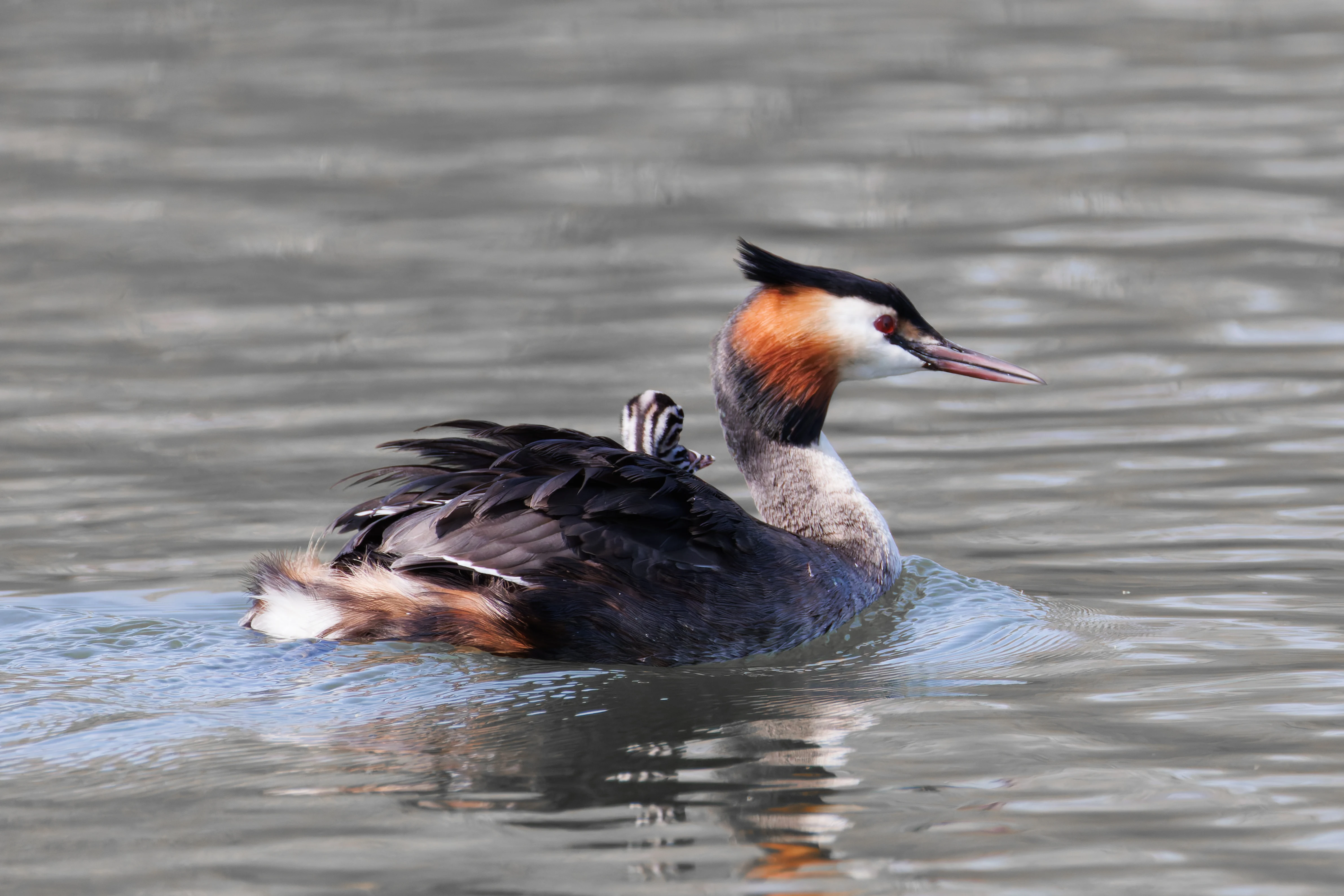 Great Crested Grebe with Babies, Lakeside, UK — photo by Orlando Prugel-Bennett
