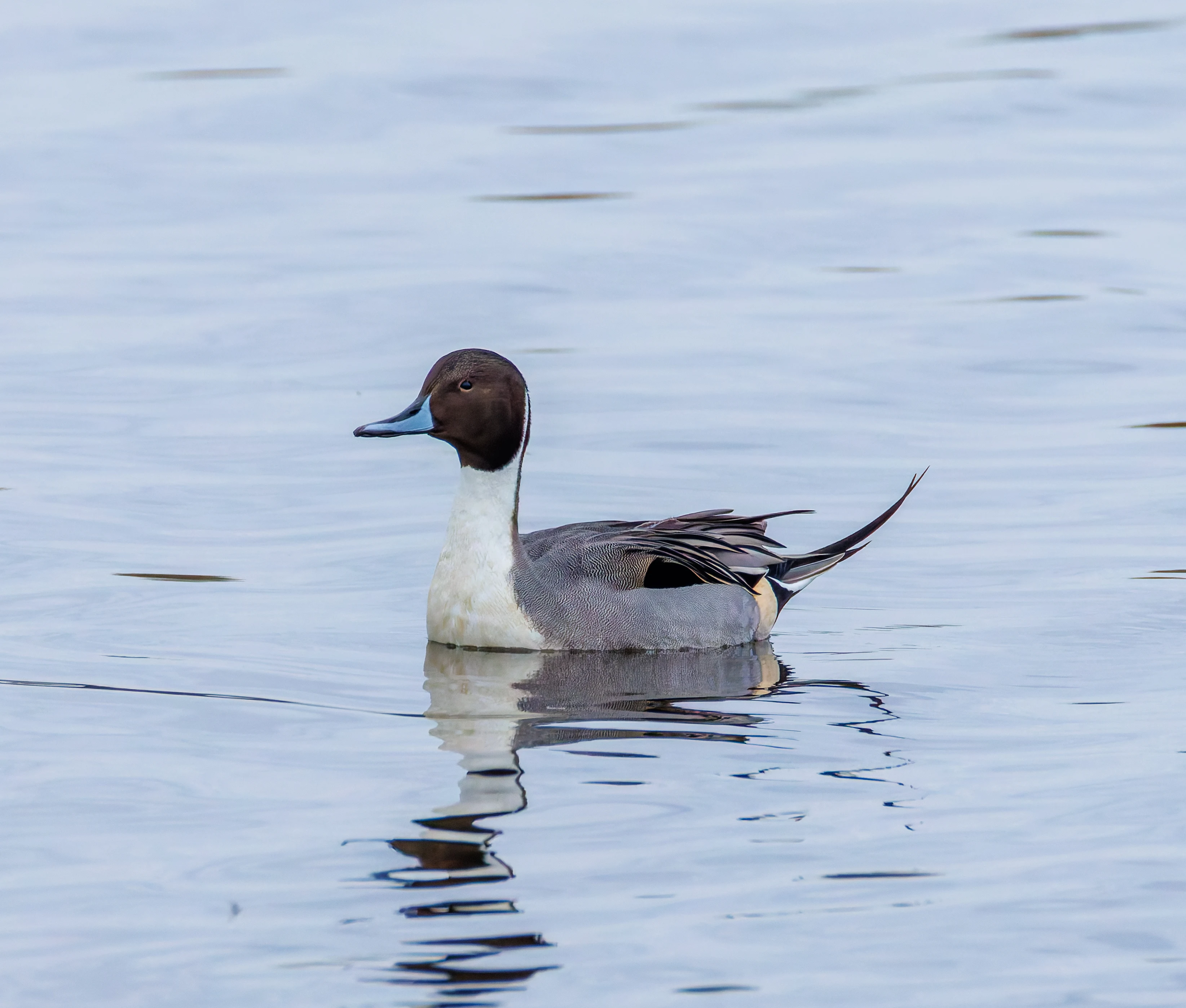 Pintail, Keyhaven Lagoon, Lymington, UK — photo by Orlando Prugel-Bennett