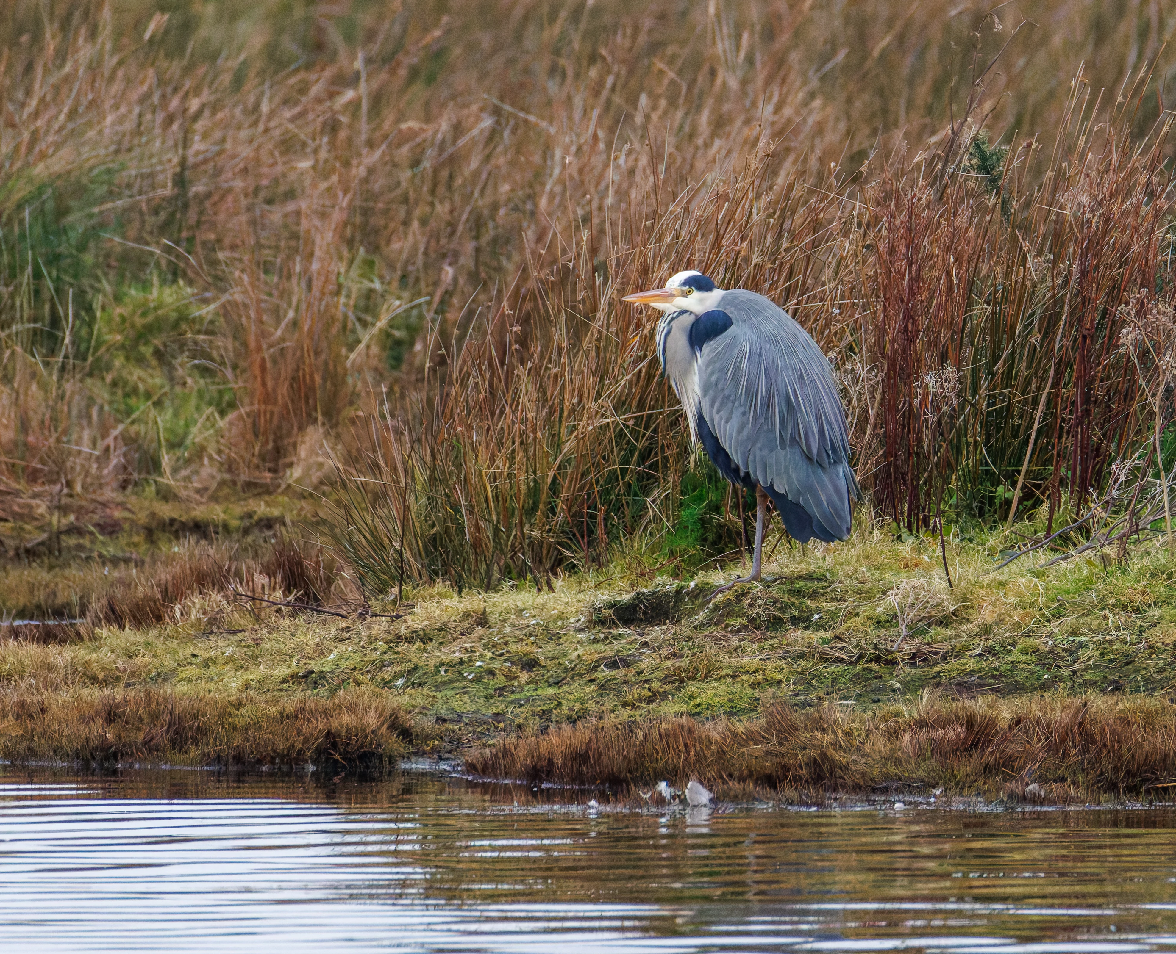 Grey Heron, Keyhaven Lagoon, Lymington, UK — photo by Orlando Prugel-Bennett