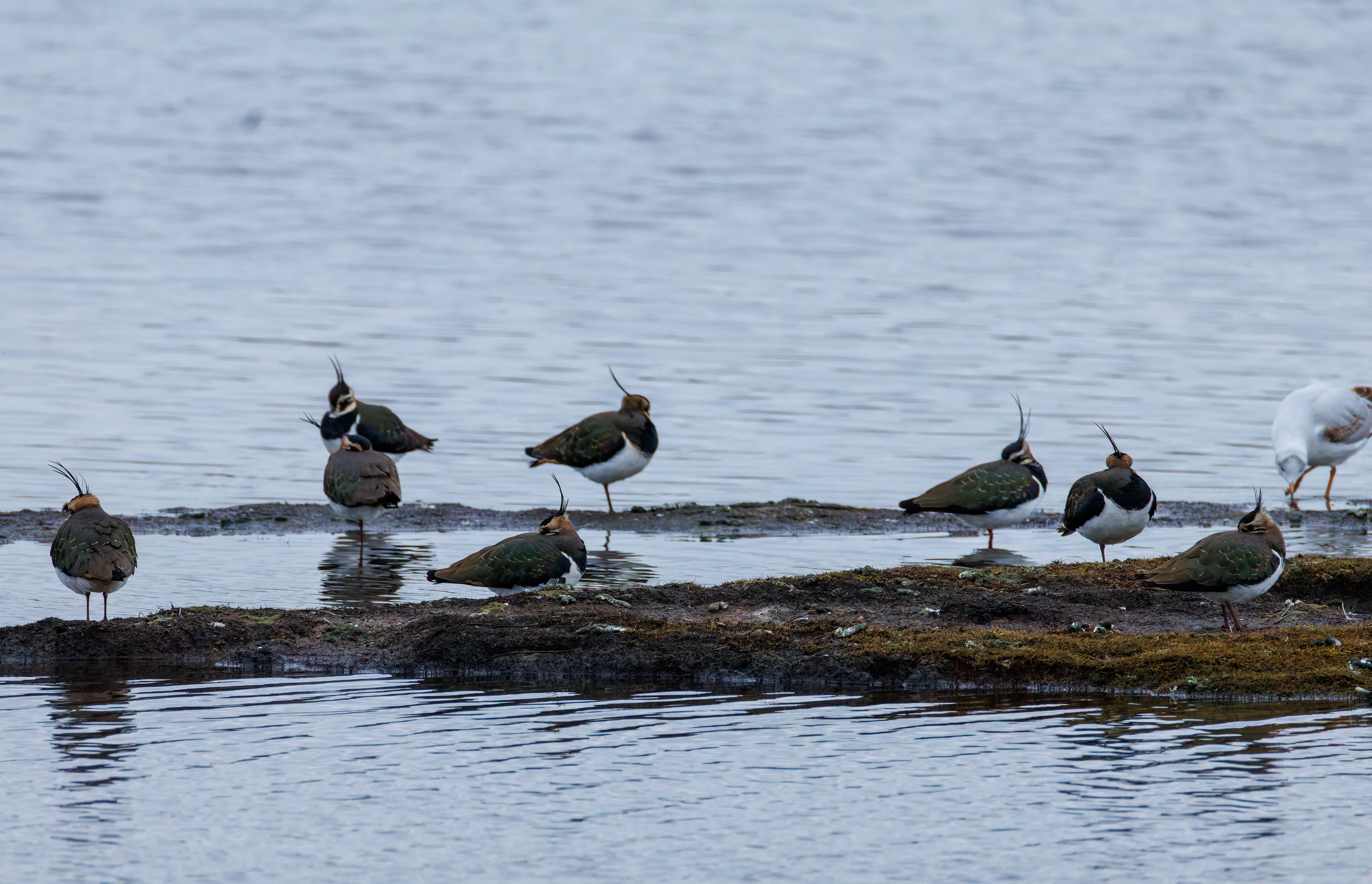 Lapwings, Keyhaven Lagoon, Lymington, UK — photo by Orlando Prugel-Bennett