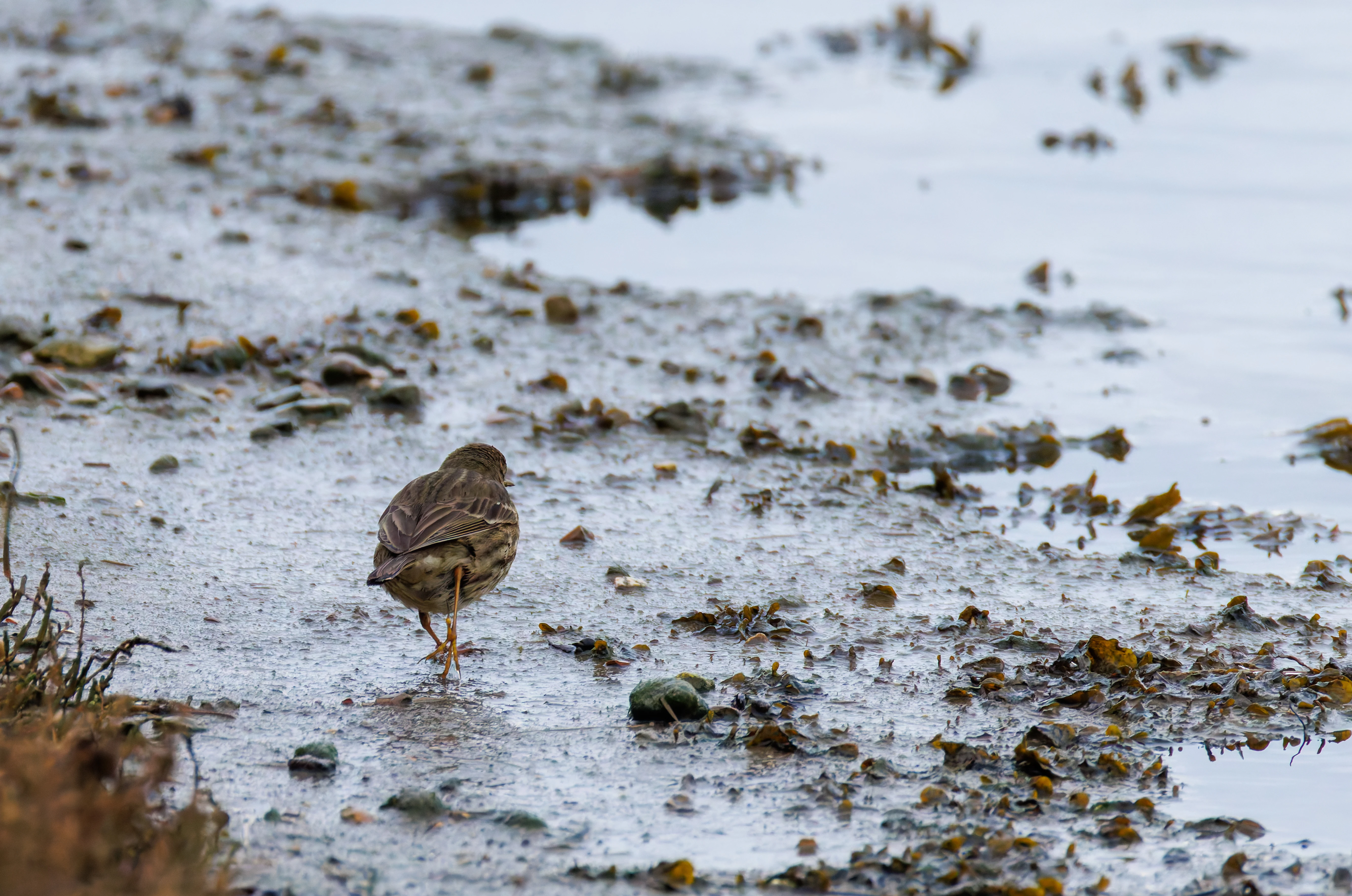 Rock Pipit, Keyhaven Lagoon, Lymington, UK — photo by Orlando Prugel-Bennett