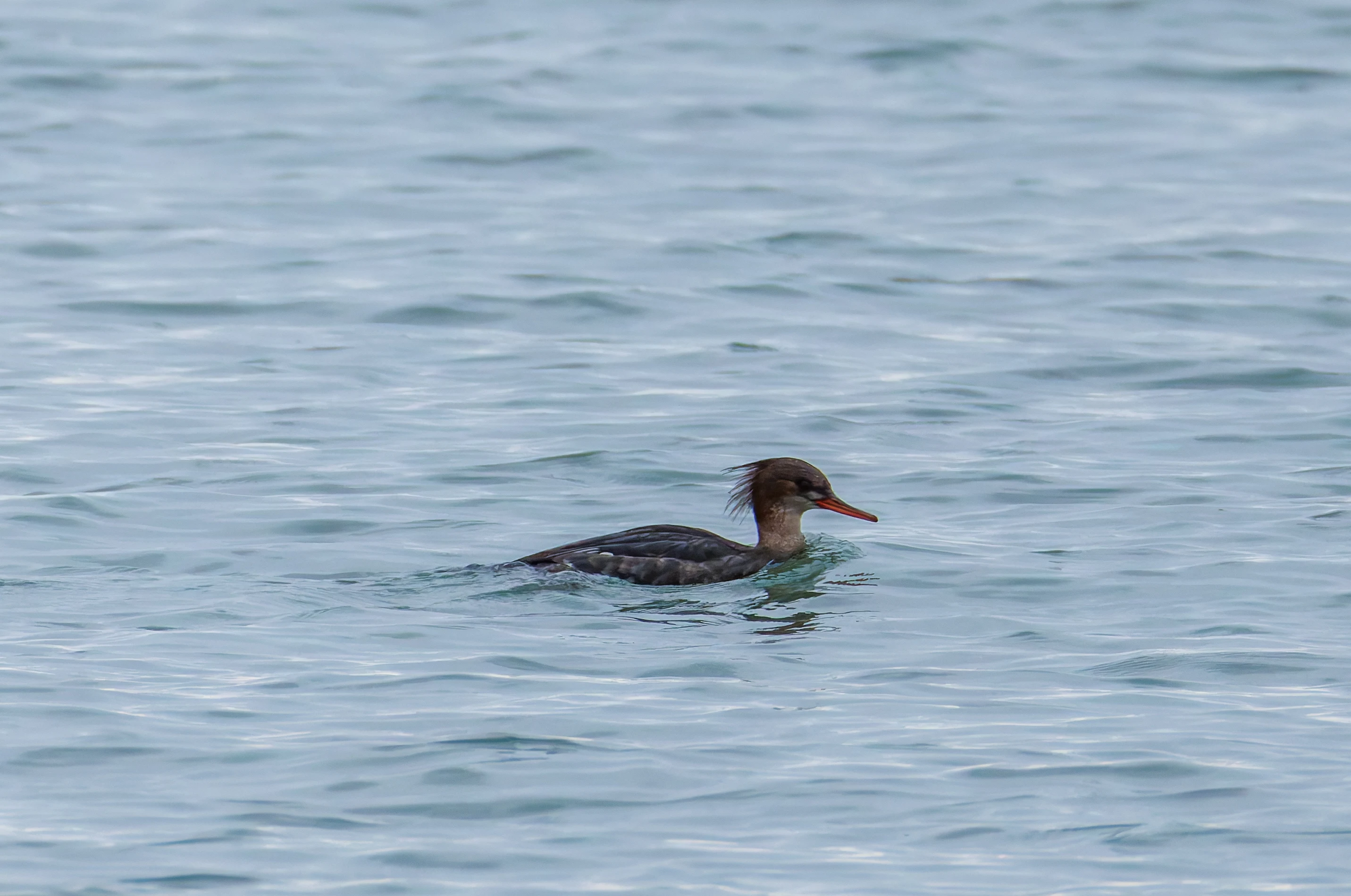 Red-breasted Merganser, Keyhaven Lagoon, Lymington, UK — photo by Orlando Prugel-Bennett