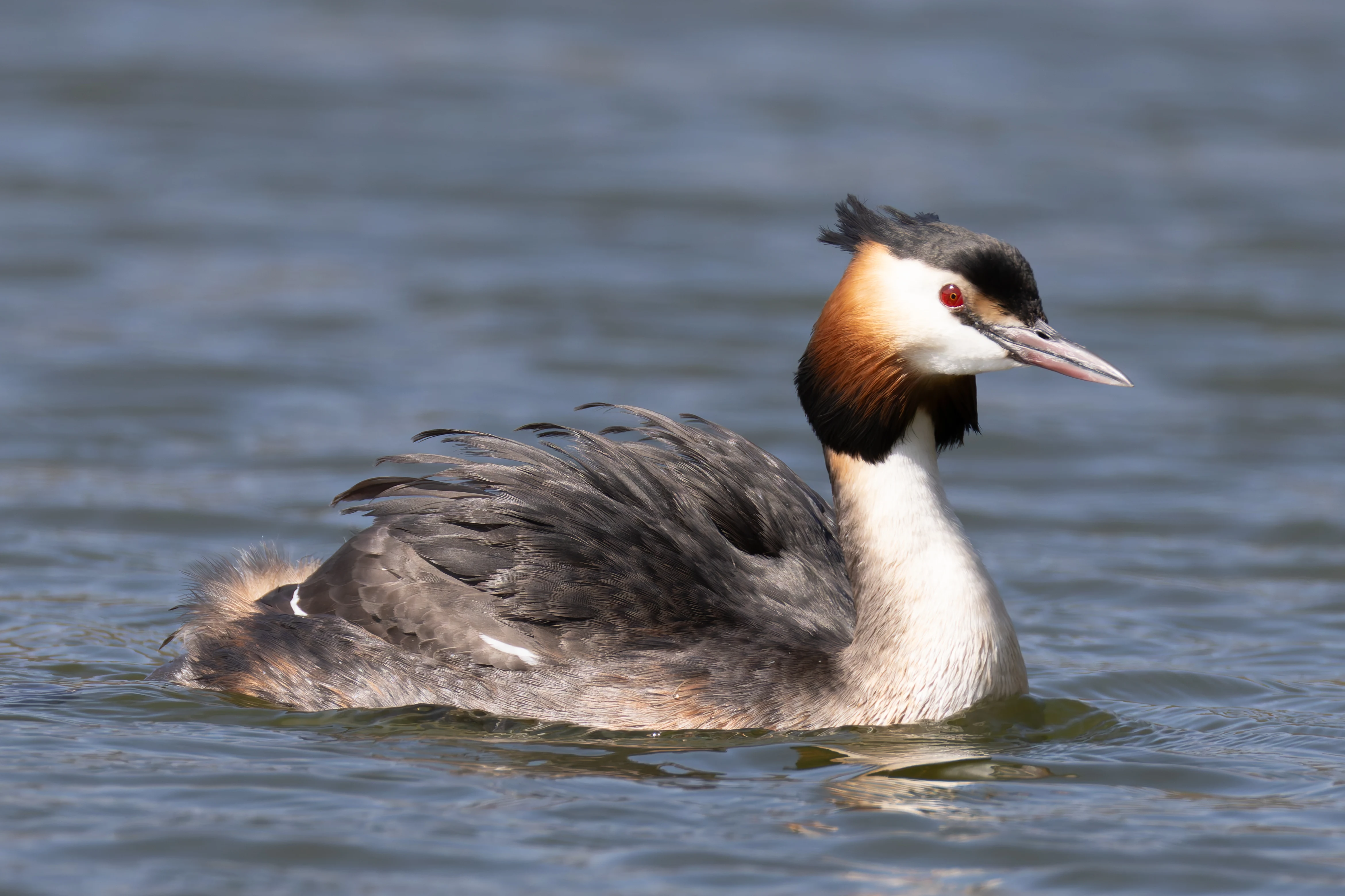 Great Crested Grebe with Babies, Lakeside, UK — photo by Orlando Prugel-Bennett