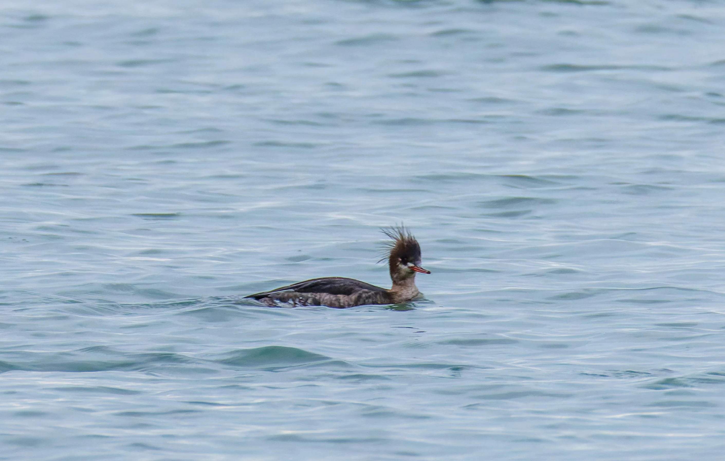 Red-breasted Merganser, Keyhaven Lagoon, Lymington, UK — photo by Orlando Prugel-Bennett