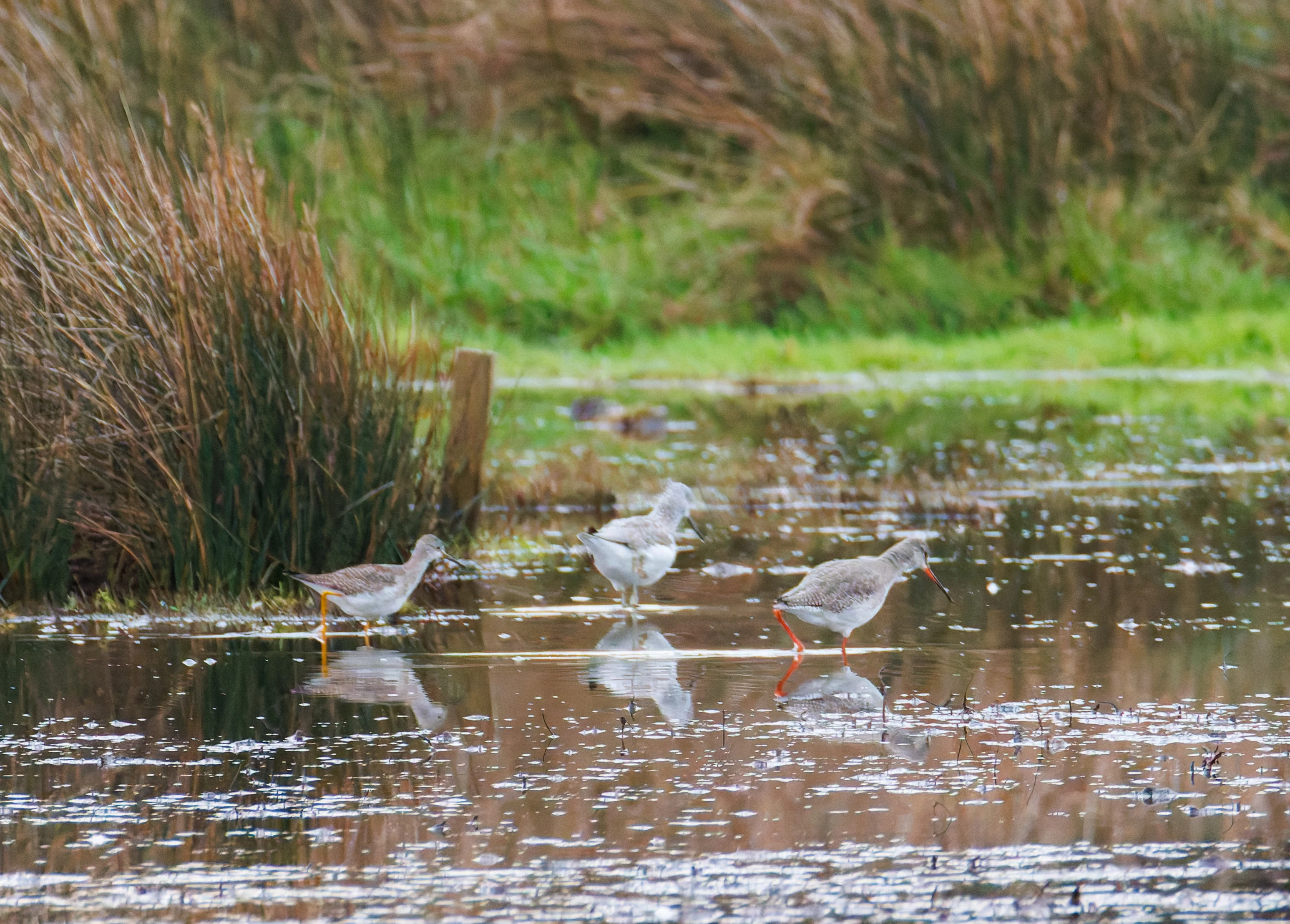 Lesser Yellowlegs, Greenshank & Spotted Redshank, Keyhaven Lagoon, Lymington, UK — photo by Orlando Prugel-Bennett