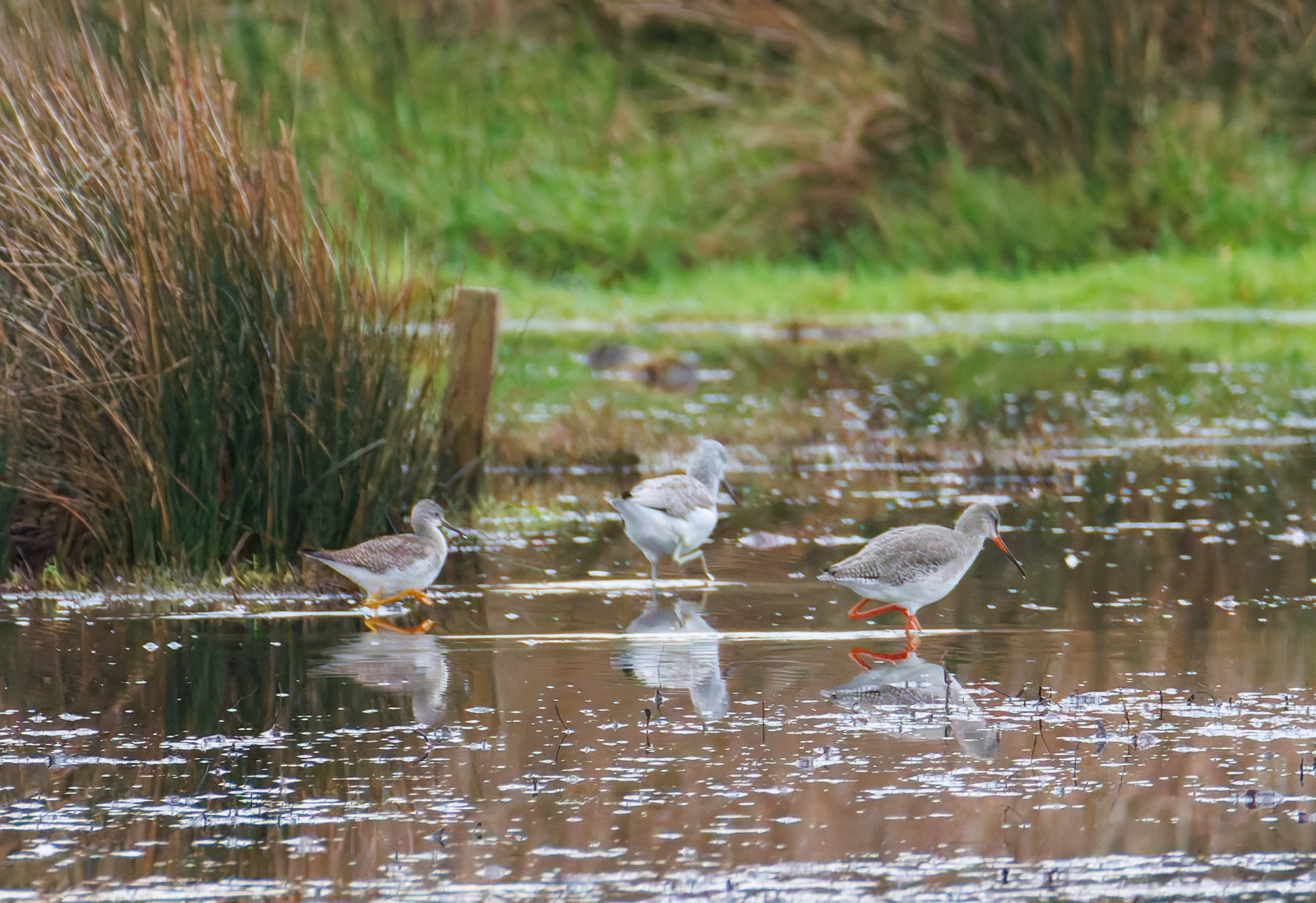 Lesser Yellowlegs, Greenshank & Spotted Redshank, Keyhaven Lagoon, Lymington, UK — photo by Orlando Prugel-Bennett