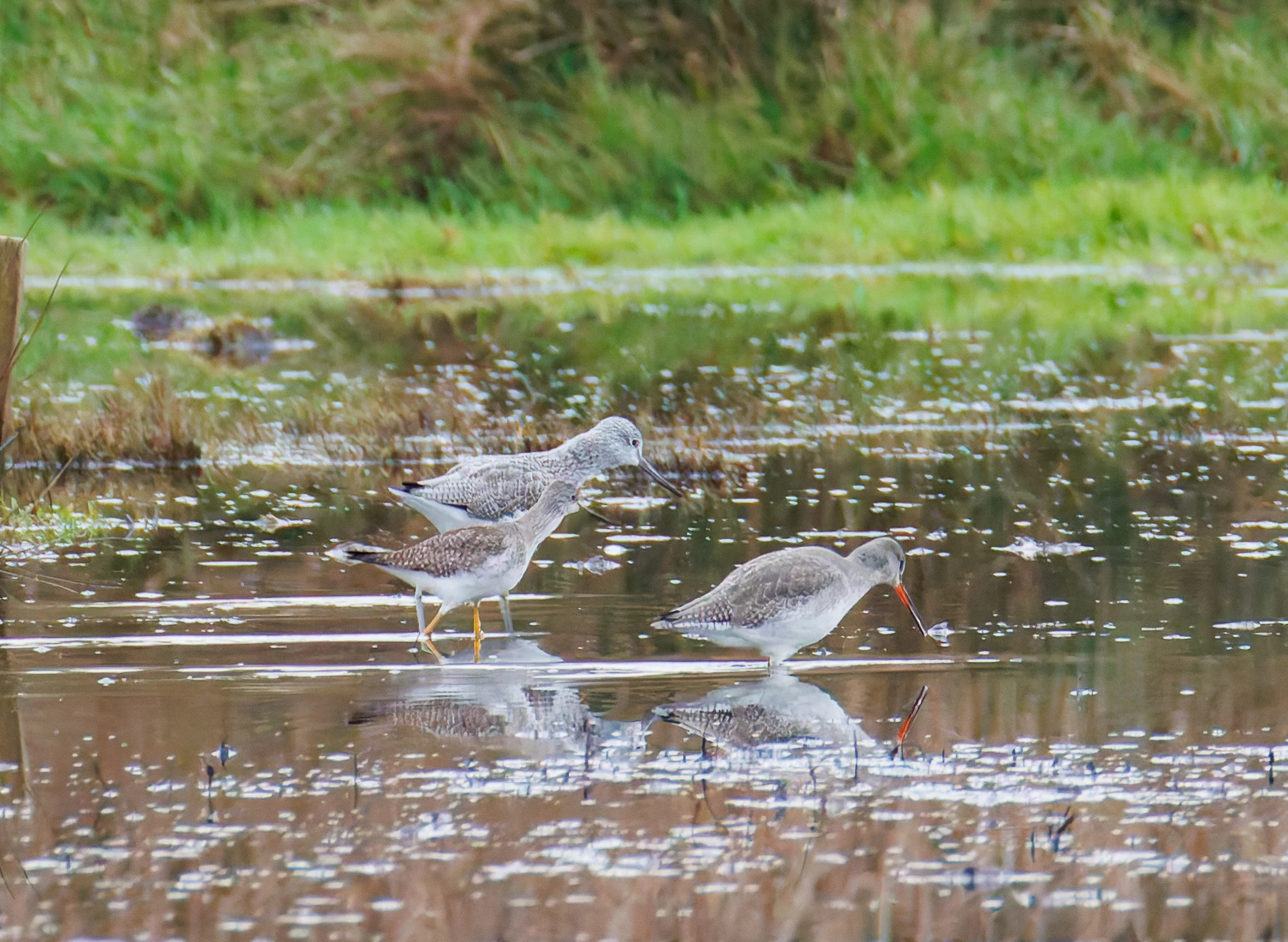 Lesser Yellowlegs, Greenshank & Spotted Redshank, Keyhaven Lagoon, Lymington, UK — photo by Orlando Prugel-Bennett