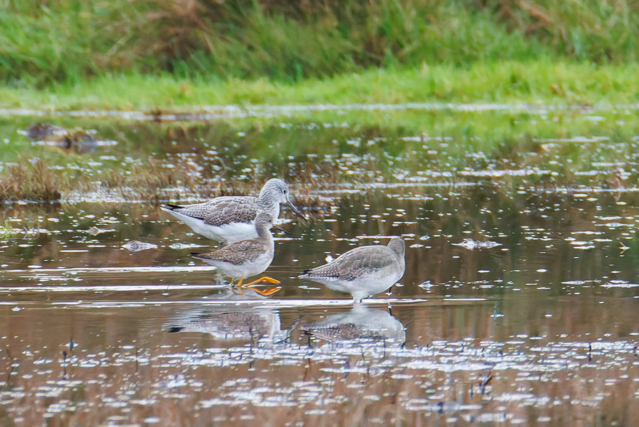 Lesser Yellowlegs, Greenshank & Spotted Redshank, Keyhaven Lagoon, Lymington, UK — photo by Orlando Prugel-Bennett