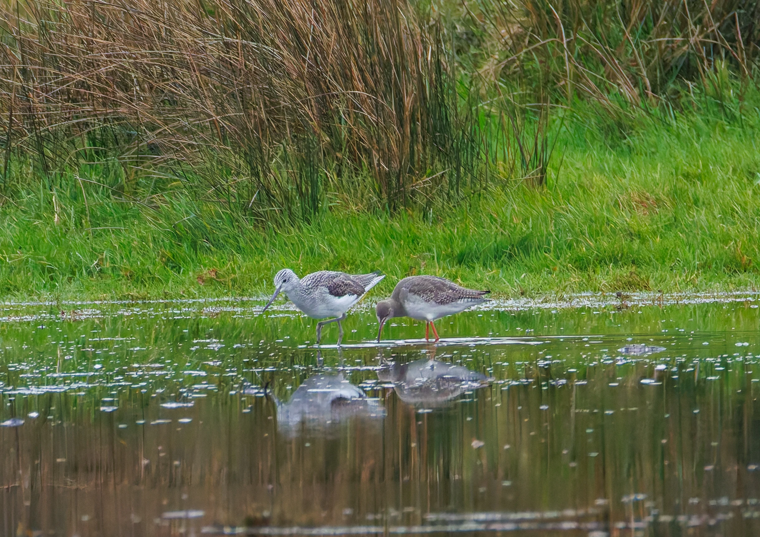 Greenshank & Spotted Redshank, Keyhaven Lagoon, Lymington, UK — photo by Orlando Prugel-Bennett