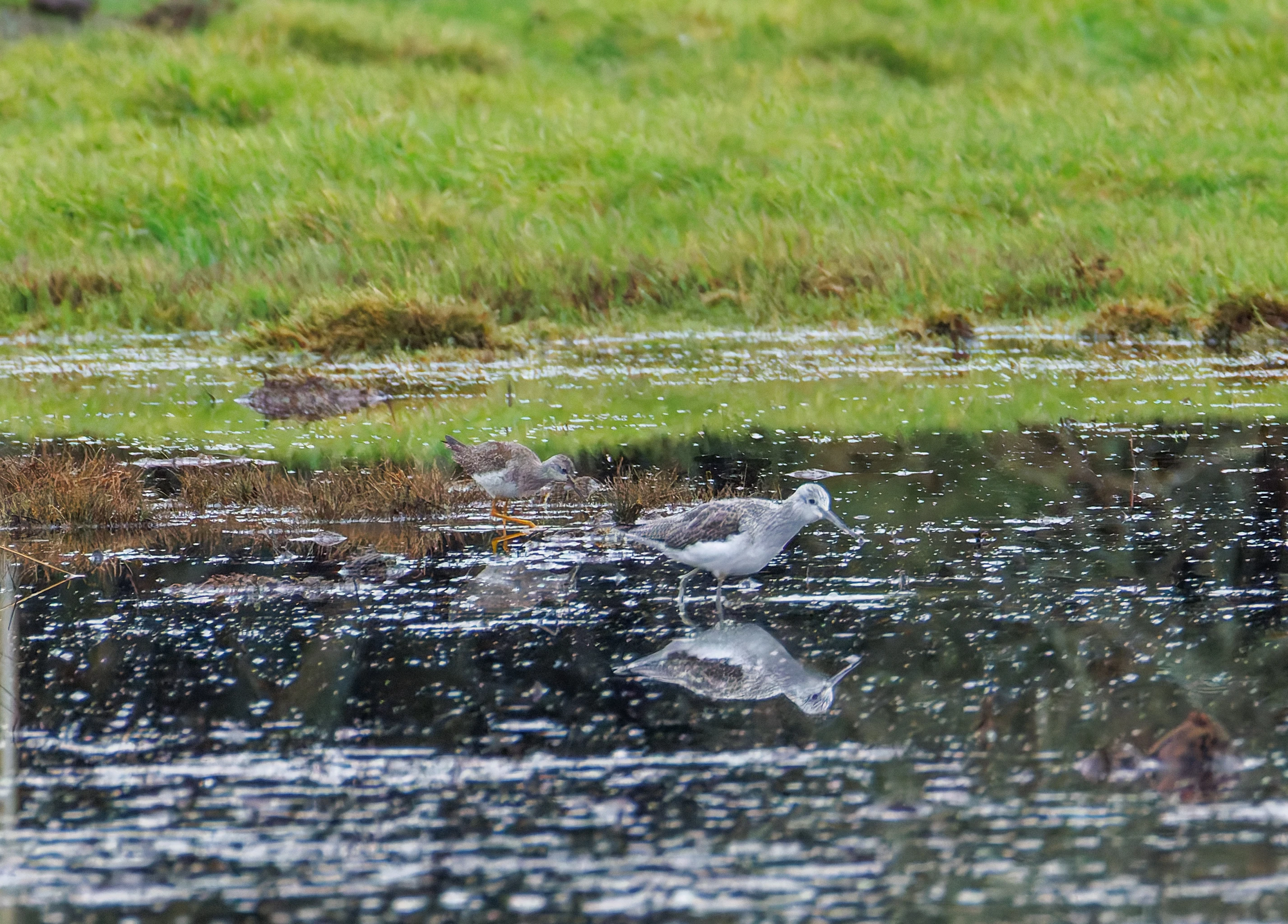 Lesser Yellowlegs, Keyhaven Lagoon, Lymington, UK — photo by Orlando Prugel-Bennett