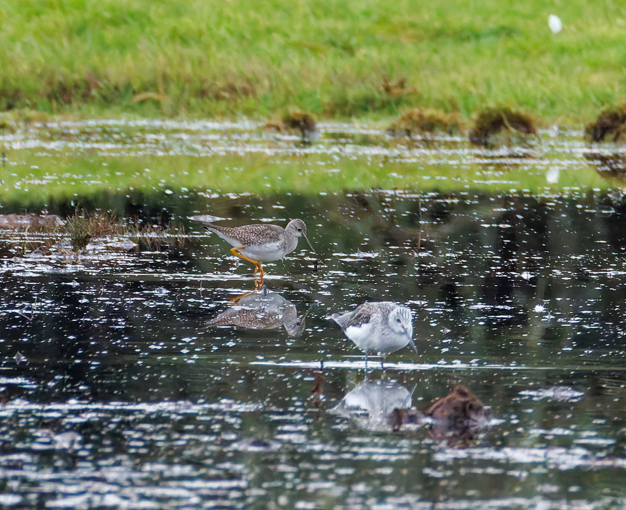 Lesser Yellowlegs & Greenshank, Keyhaven Lagoon, Lymington, UK — photo by Orlando Prugel-Bennett
