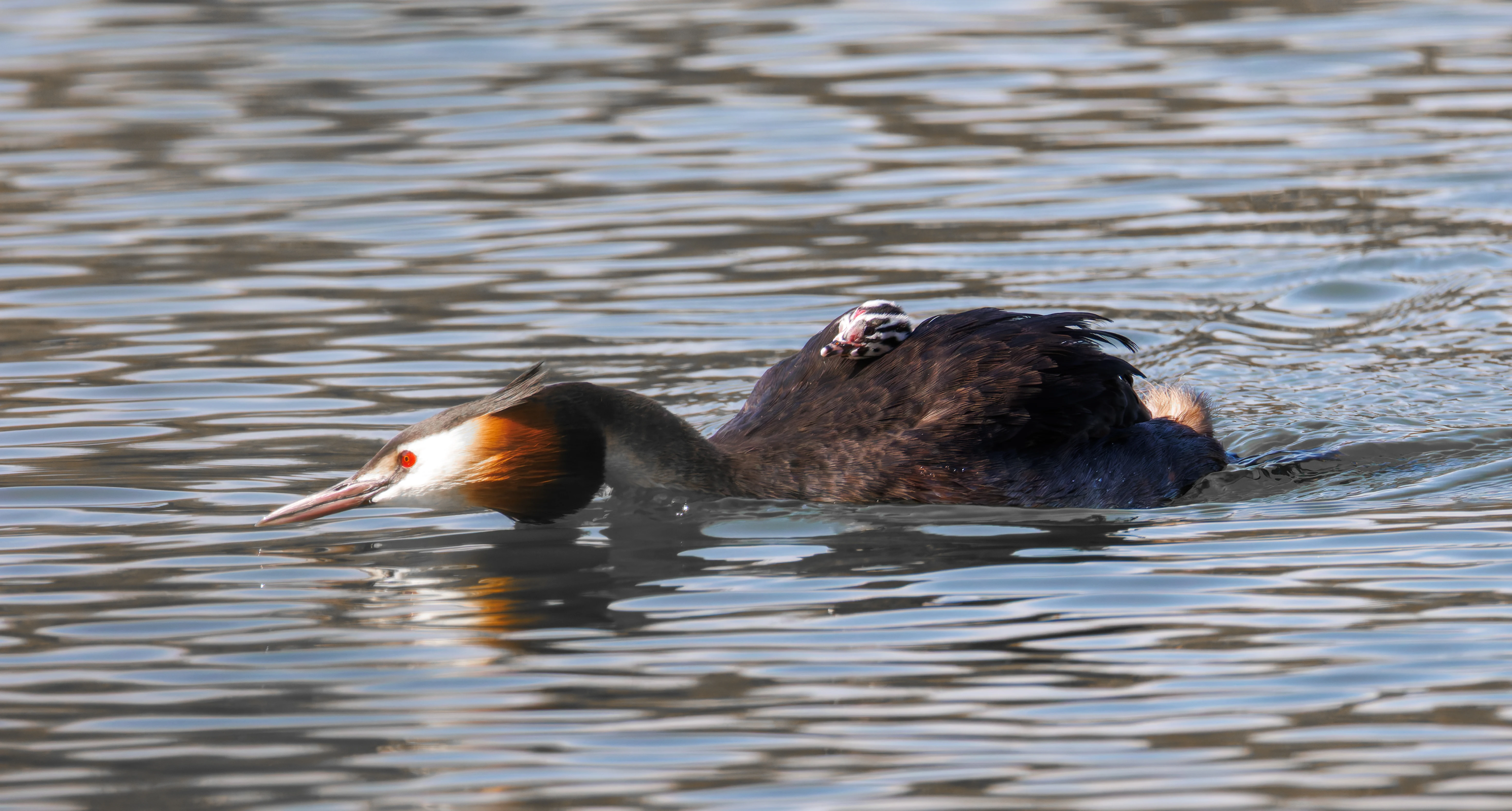 Great Crested Grebe with Babies, Lakeside, UK — photo by Orlando Prugel-Bennett