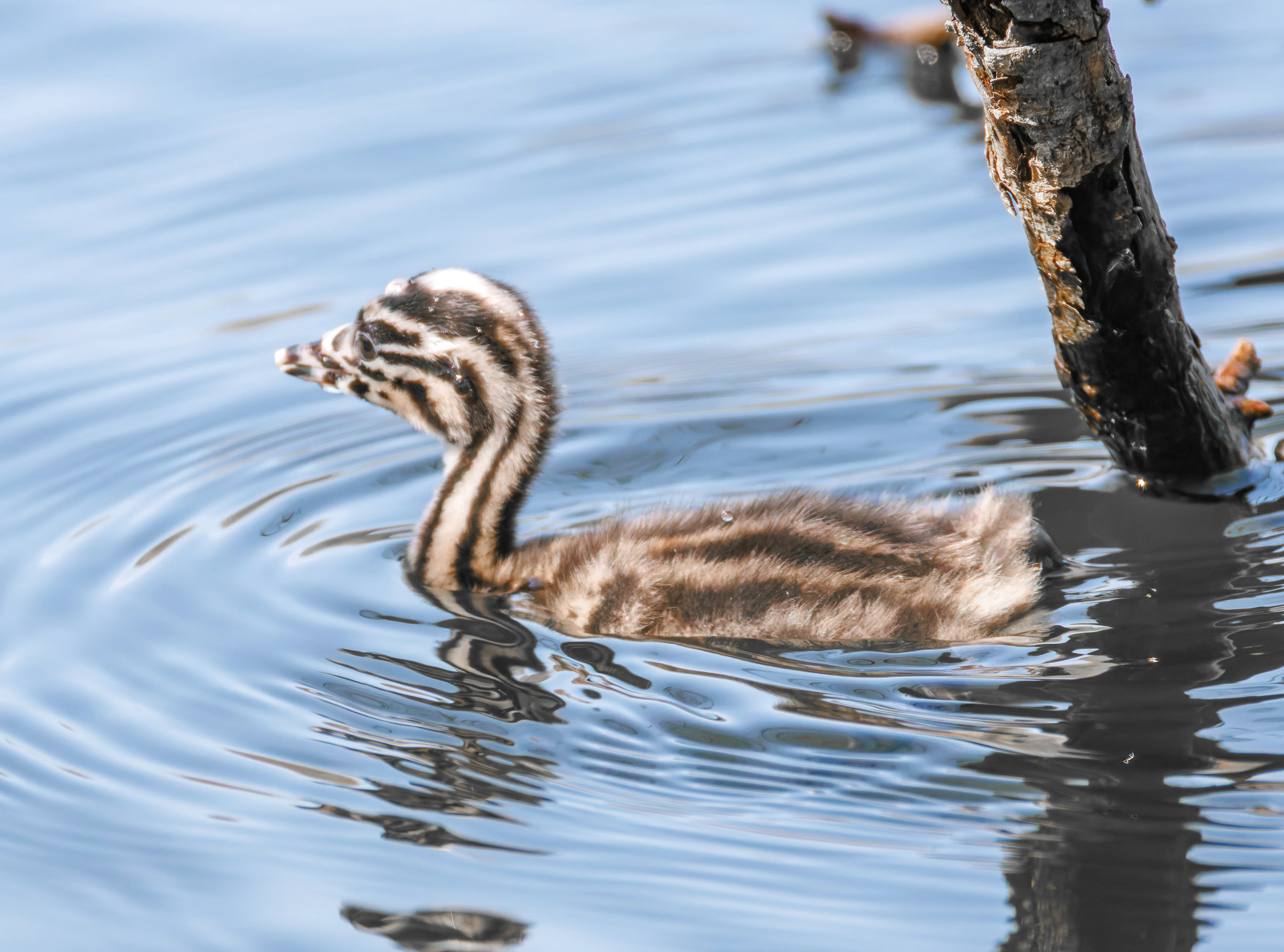 Great Crested Grebe Chick, Lakeside, UK — photo by Orlando Prugel-Bennett