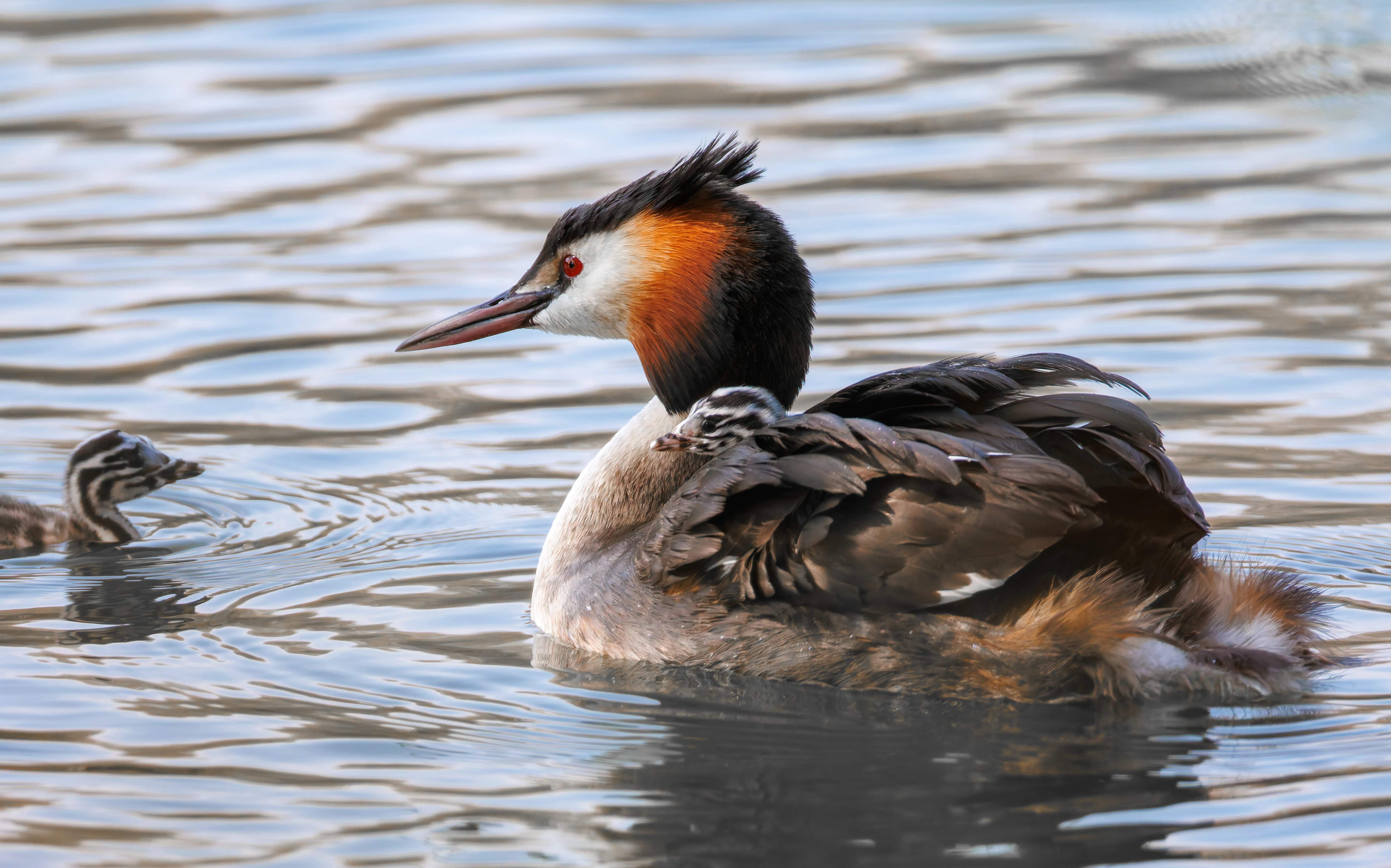 Great Crested Grebe with Babies, Lakeside, Eastleigh, UK — photo by Orlando Prugel-Bennett
