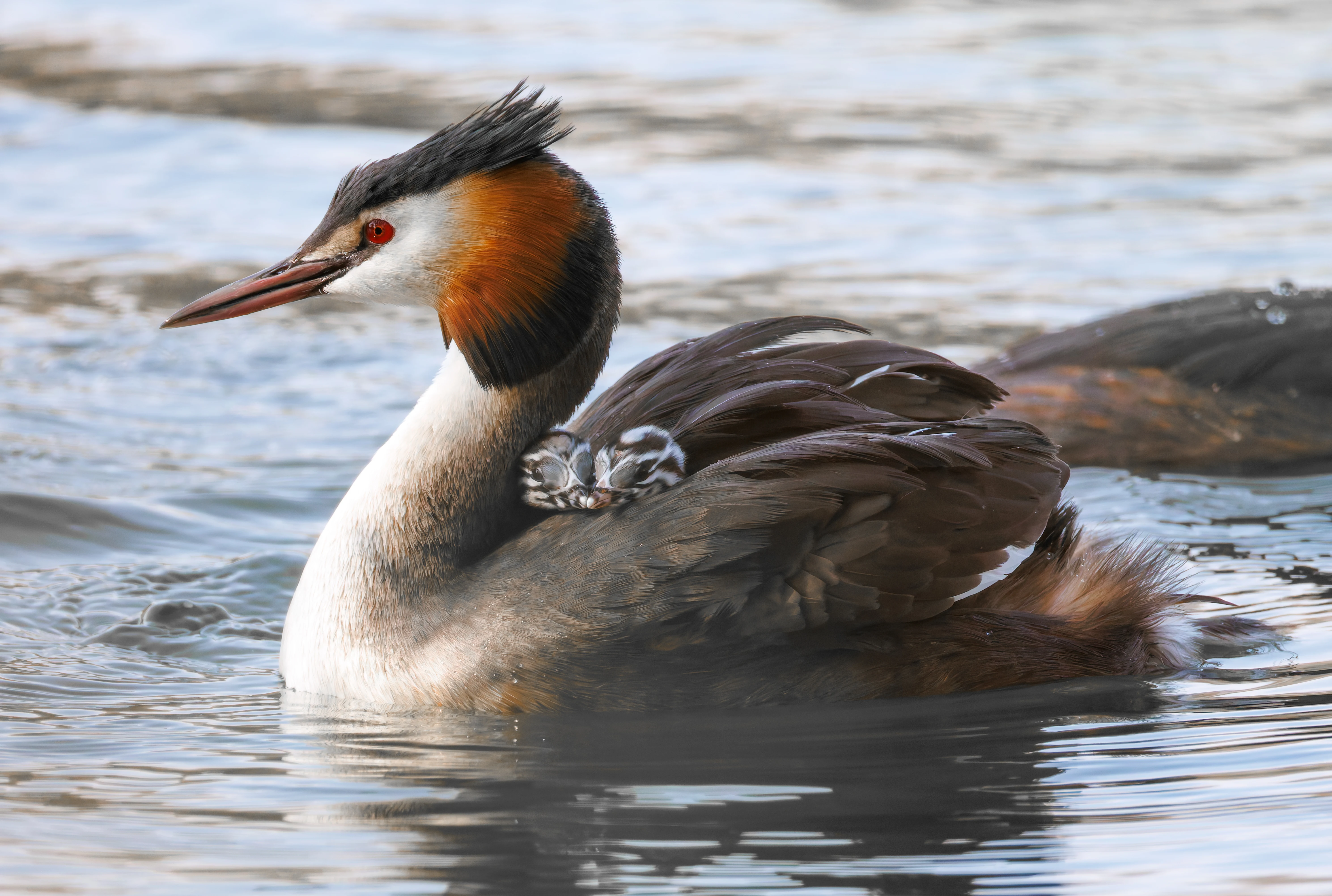 Great Crested Grebe with Babies, Lakeside, Eastleigh, UK — photo by Orlando Prugel-Bennett