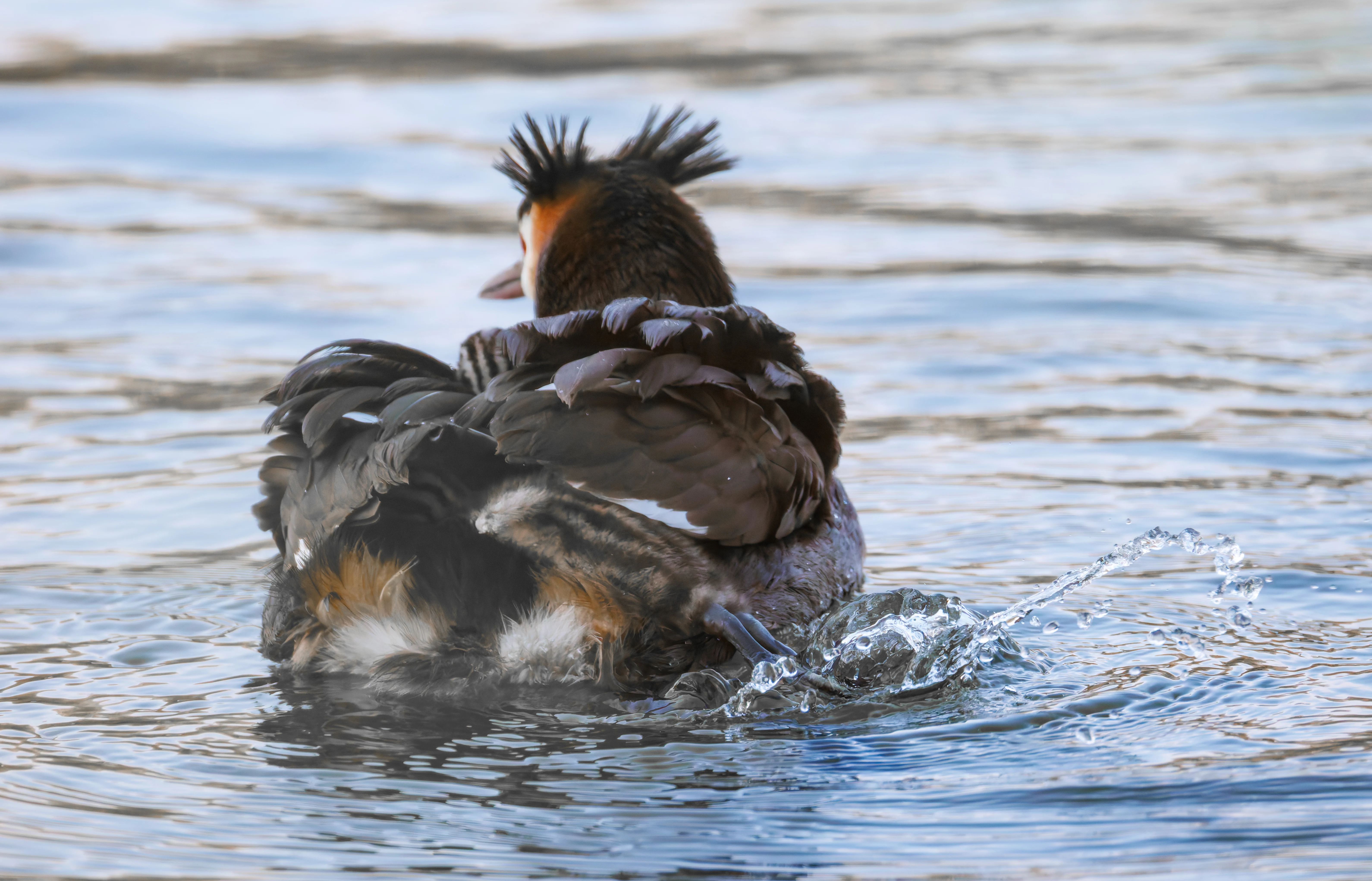 Great Crested Grebe with Babies, Lakeside, Eastleigh, UK — photo by Orlando Prugel-Bennett