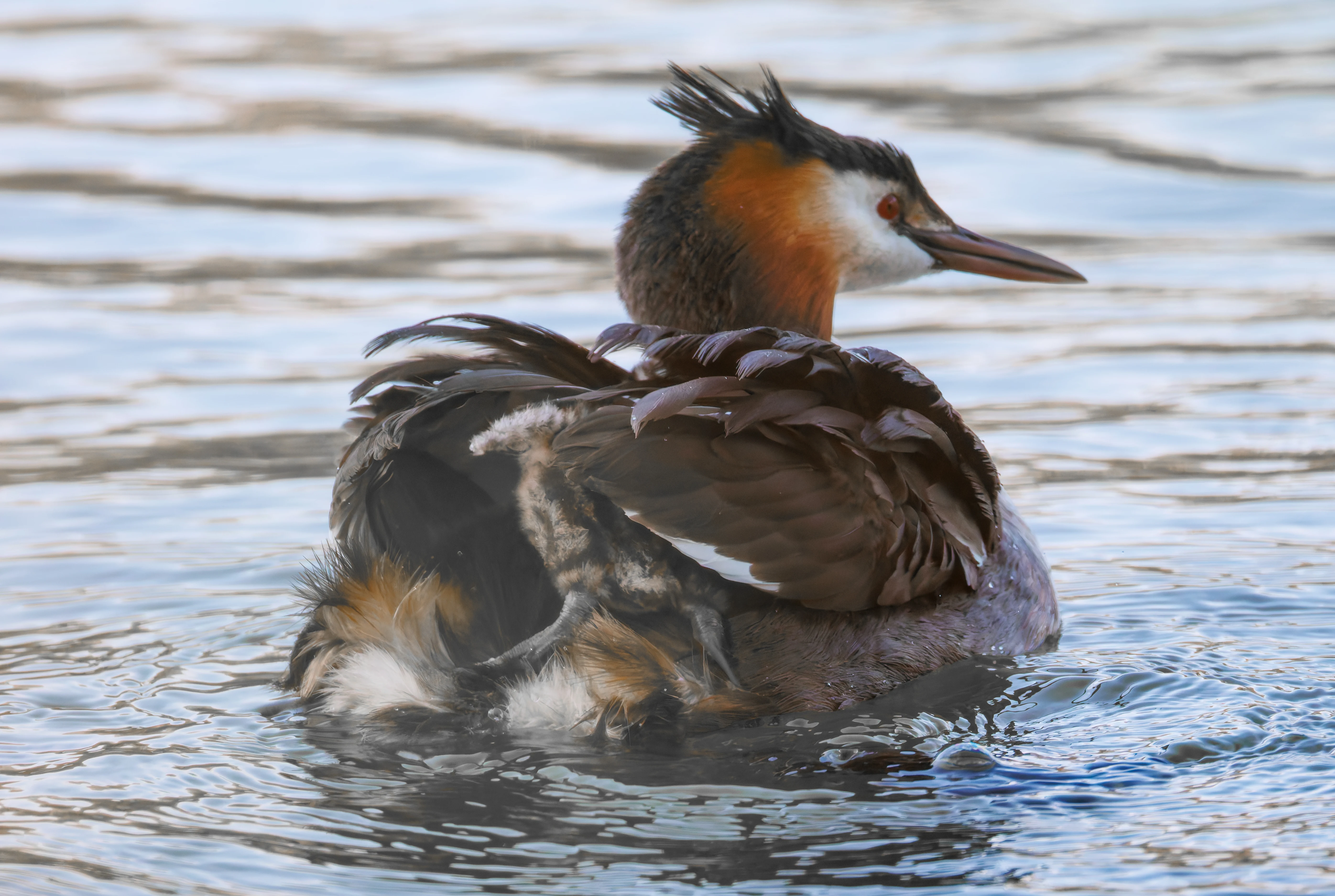 Great Crested Grebe with Babies, Lakeside, Eastleigh, UK — photo by Orlando Prugel-Bennett