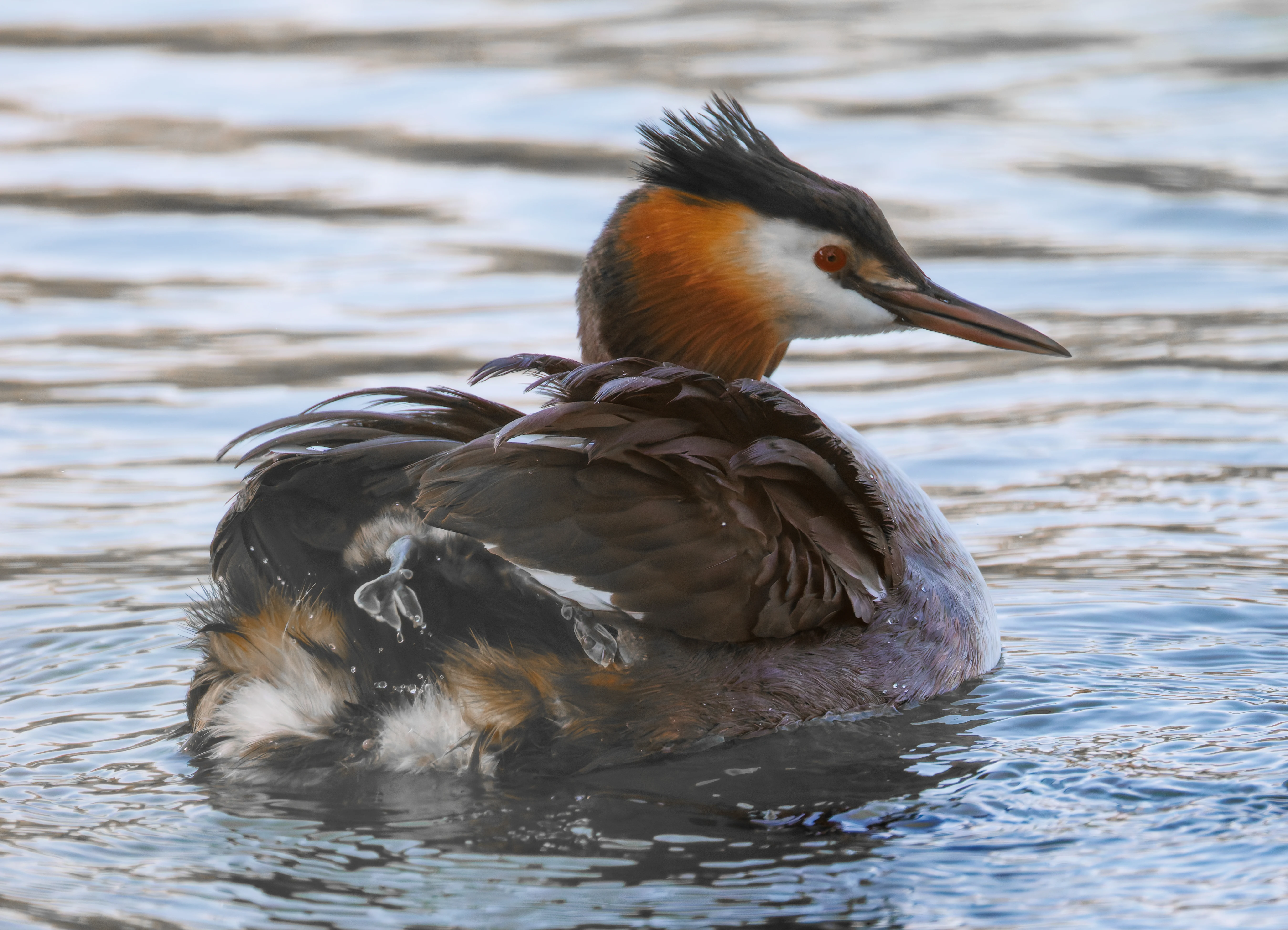 Great Crested Grebe with Babies, Lakeside, Eastleigh, UK — photo by Orlando Prugel-Bennett