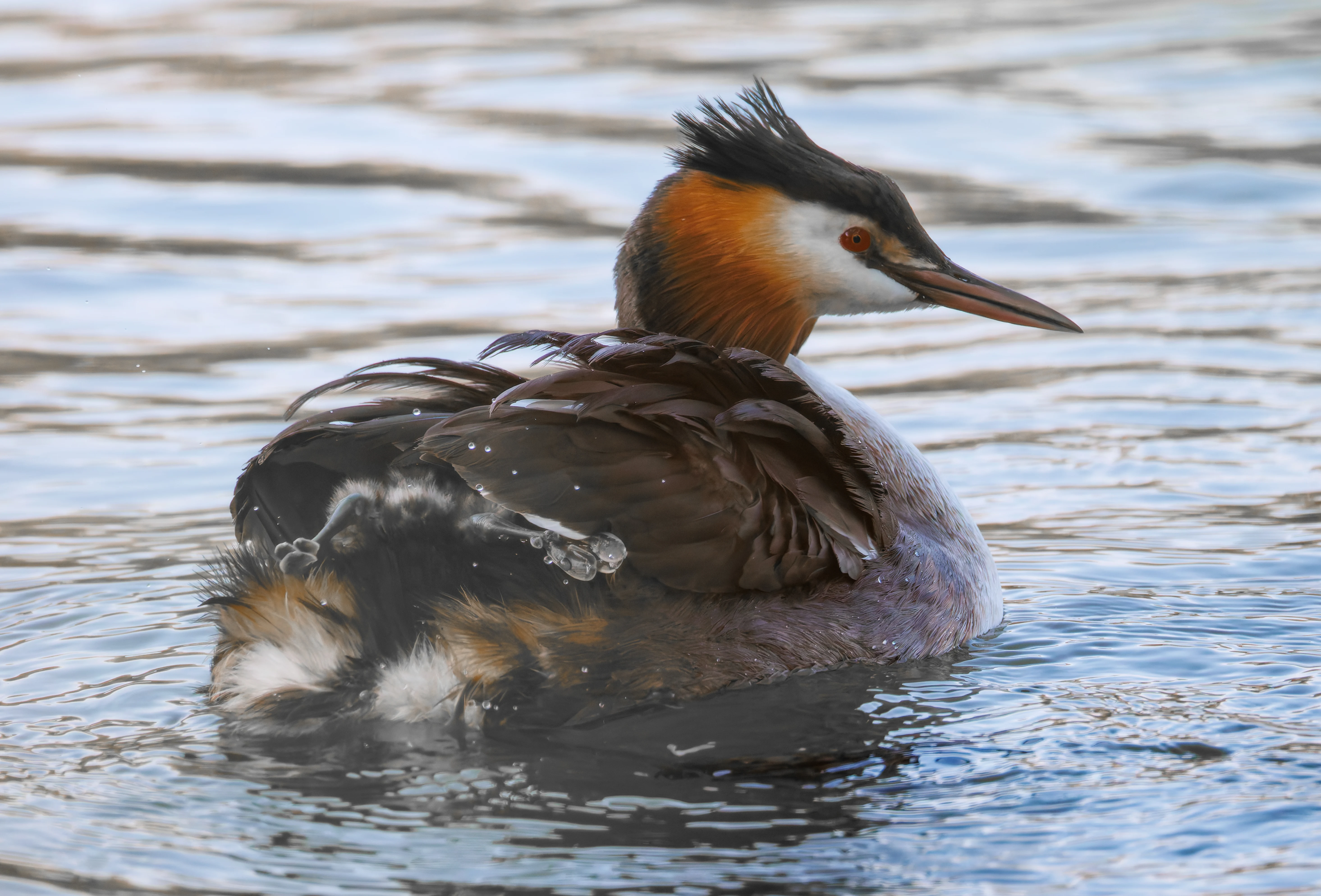 Great Crested Grebe with Babies, Lakeside, Eastleigh, UK — photo by Orlando Prugel-Bennett