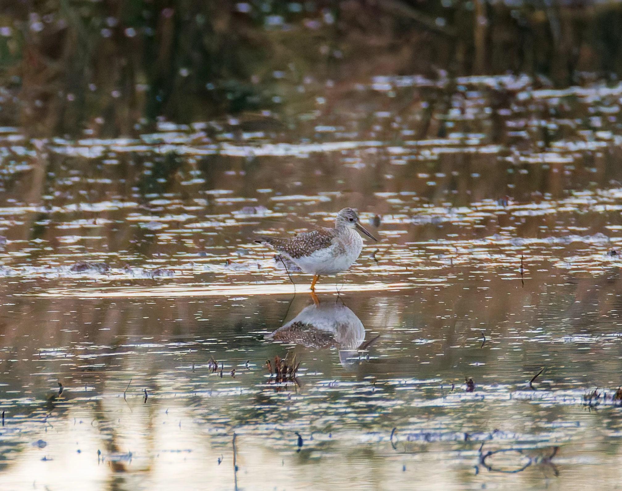 Lesser Yellowlegs, Keyhaven Lagoon, Lymington, UK — photo by Orlando Prugel-Bennett
