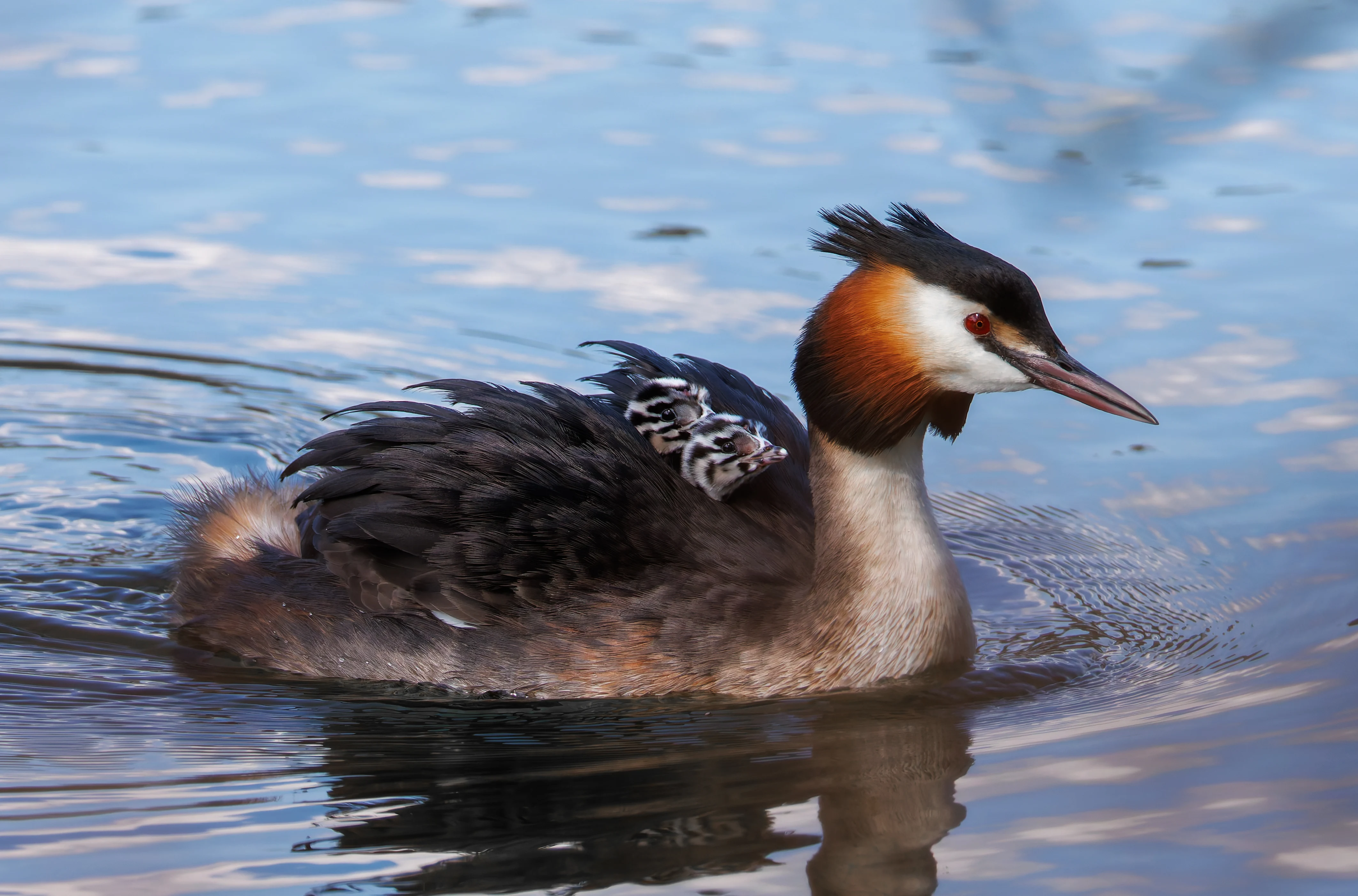 Great Crested Grebe with Babies, Lakeside, UK — photo by Orlando Prugel-Bennett