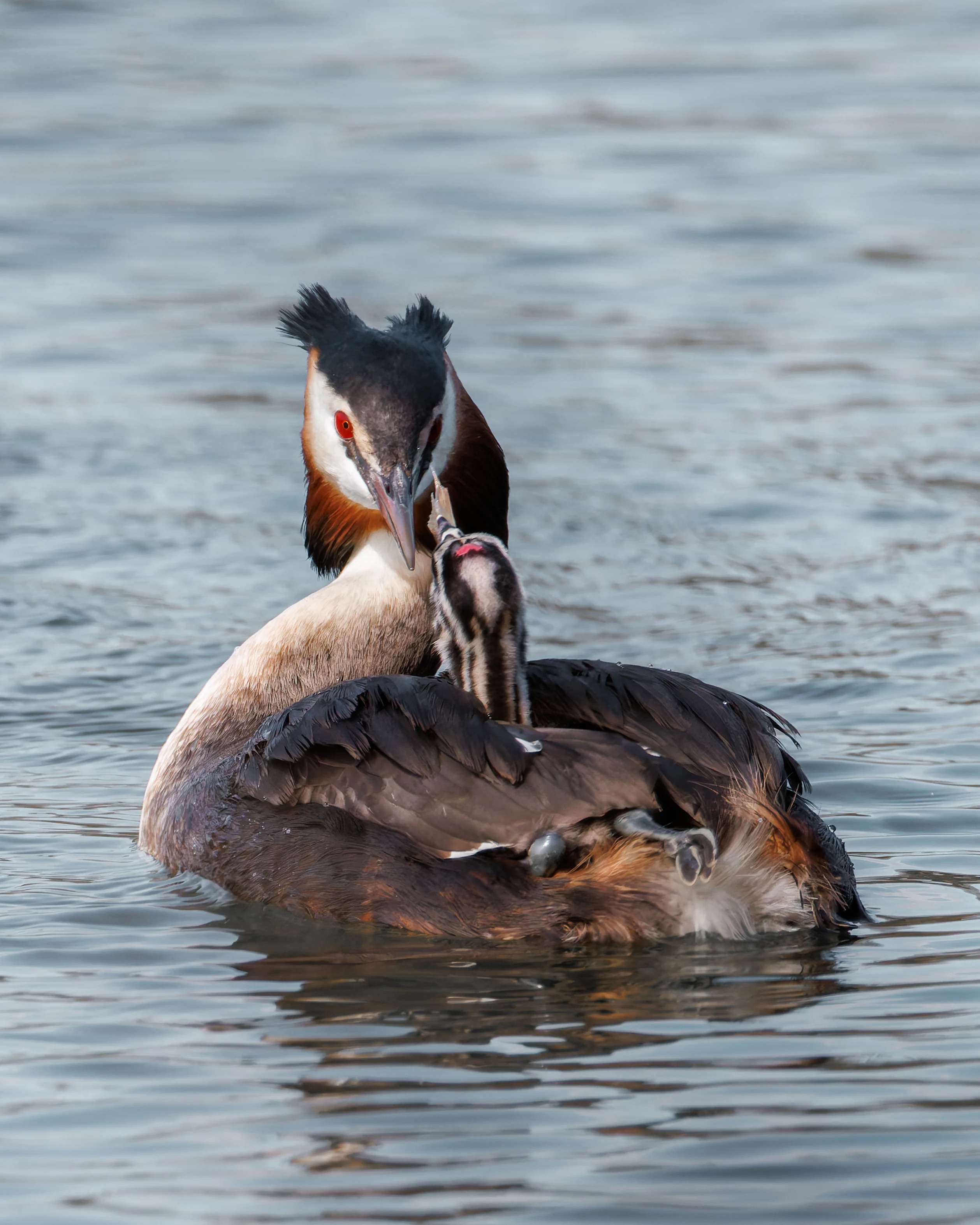 Great Crested Grebe with Babies, Lakeside, UK — photo by Orlando Prugel-Bennett