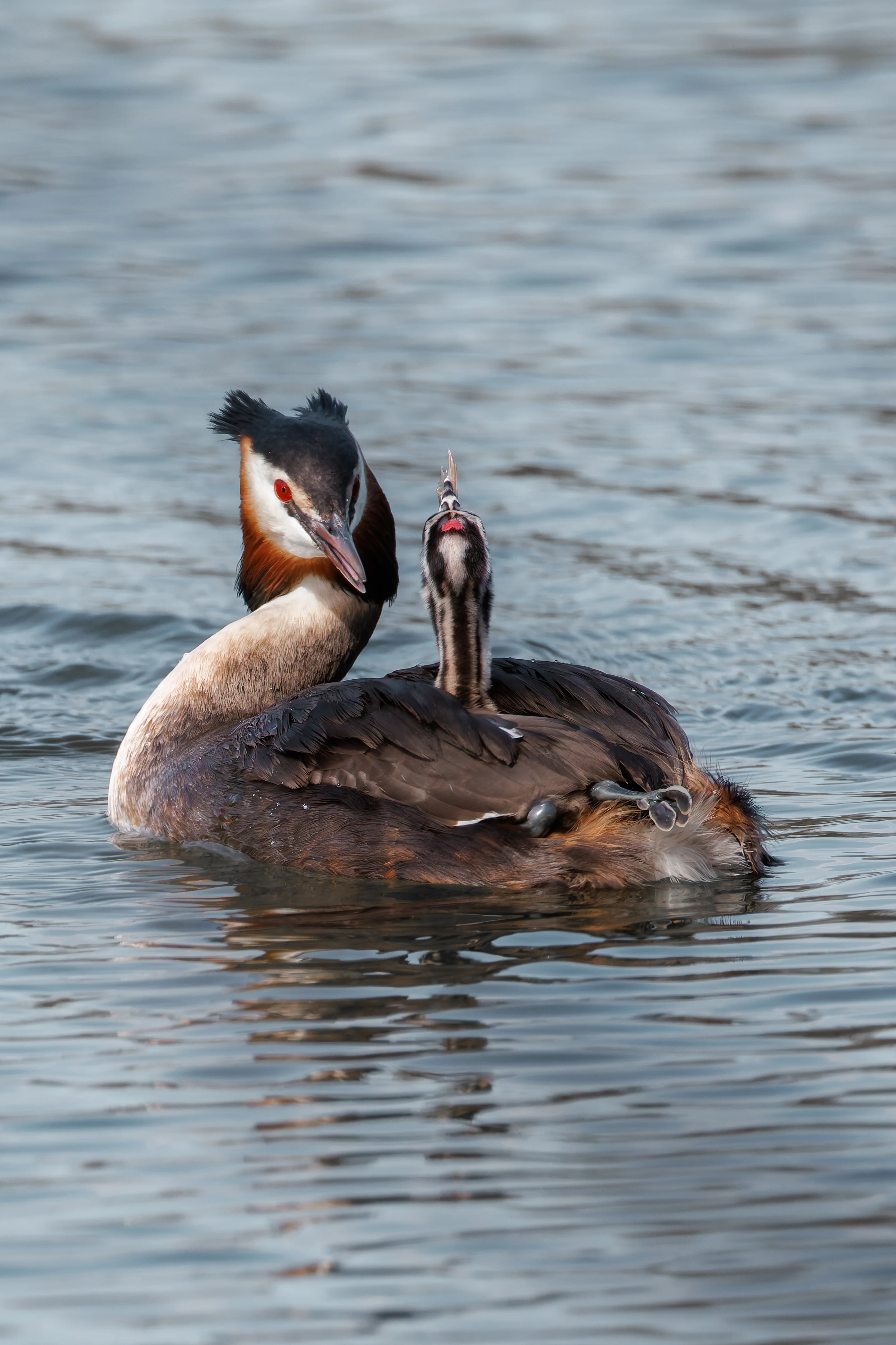 Great Crested Grebe with Babies, Lakeside, UK — photo by Orlando Prugel-Bennett
