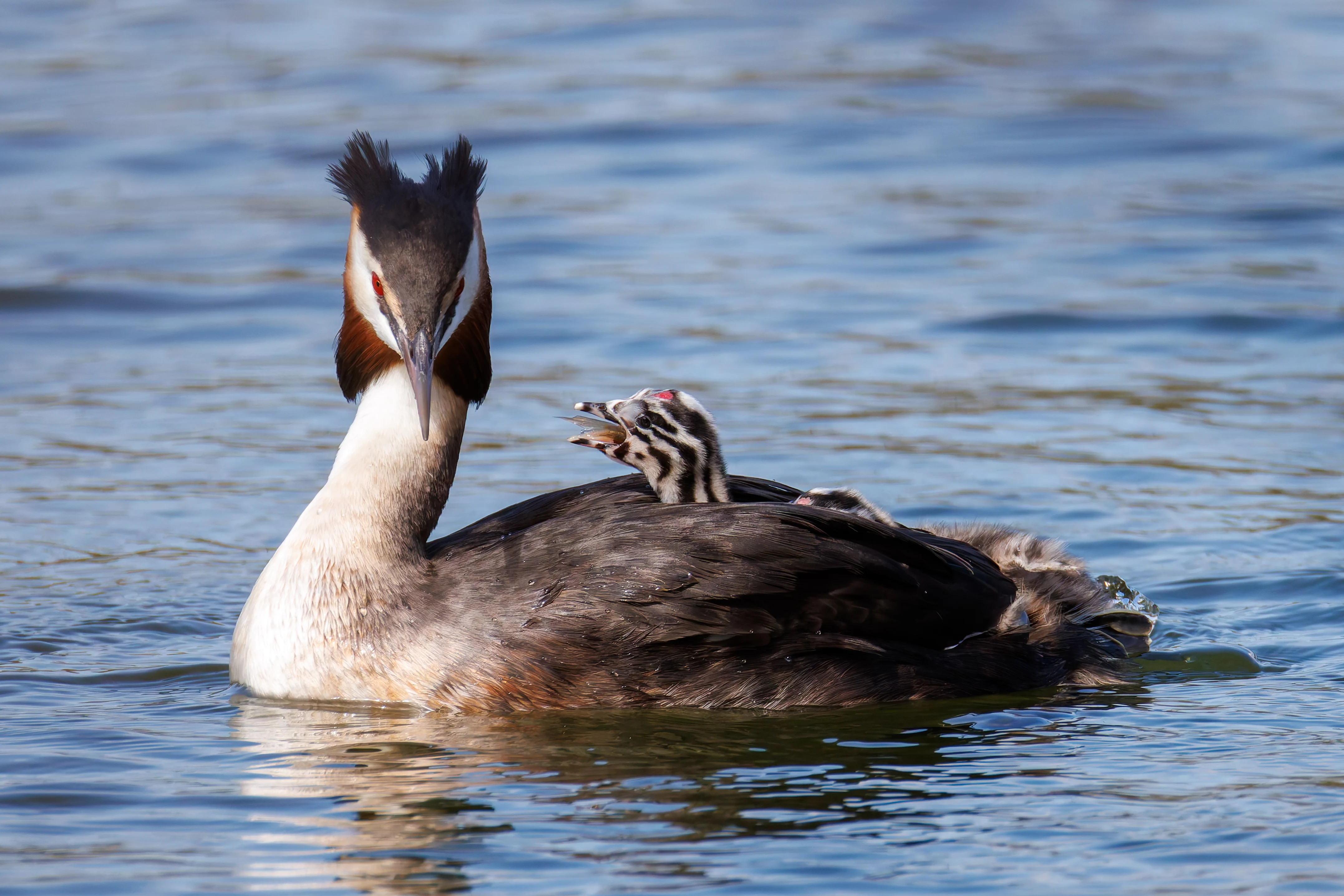 Great Crested Grebe with Babies, Lakeside, Eastleigh, UK — photo by Orlando Prugel-Bennett