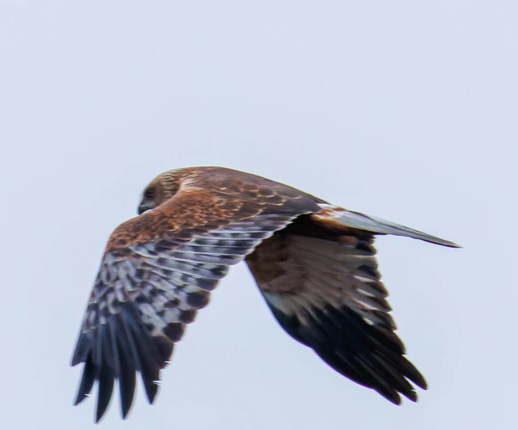 Common Buzzard, Keyhaven Lagoon, Lymington, UK — photo by Orlando Prugel-Bennett