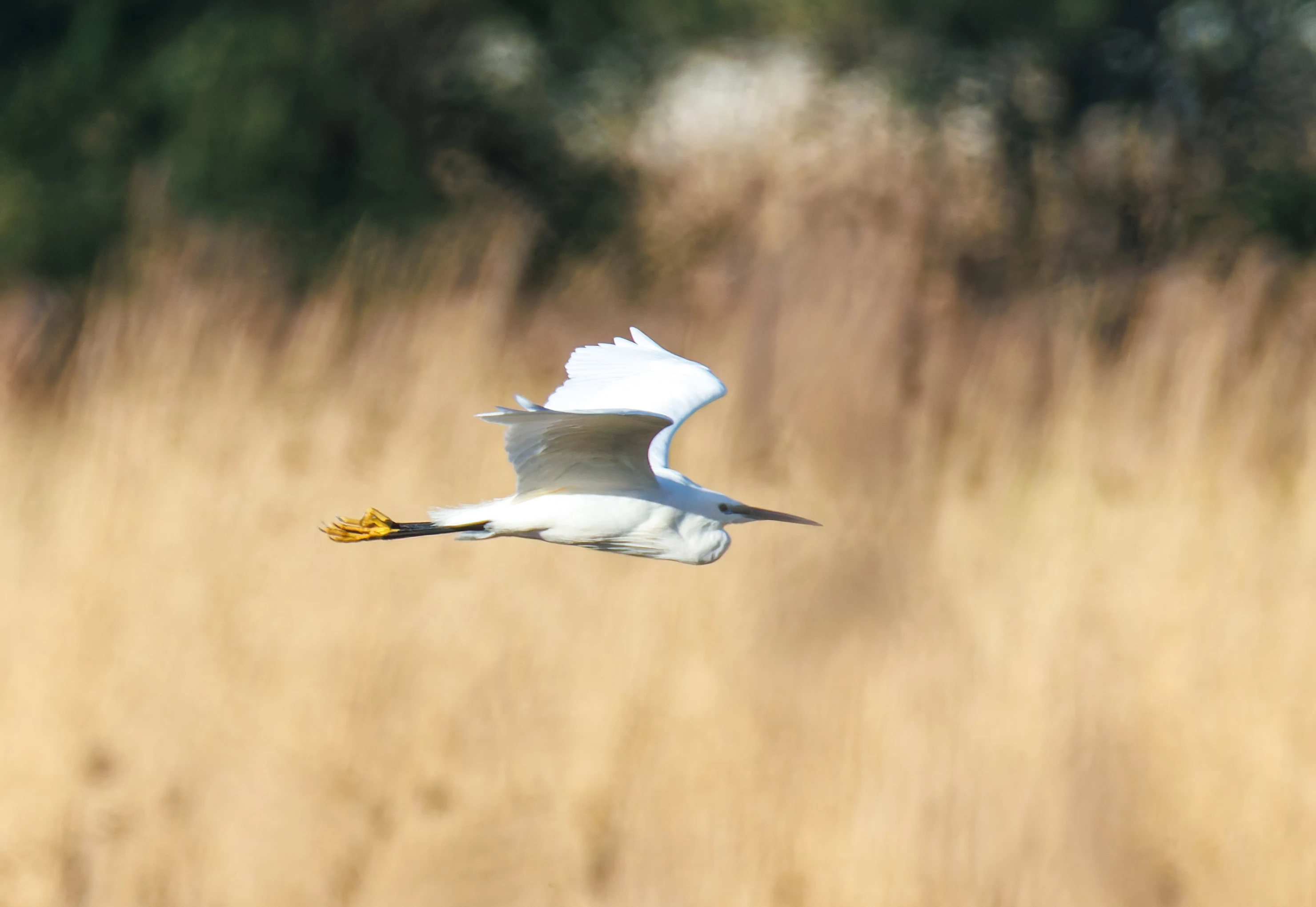 Little Egret, Ham Wall, Ashcott, UK — photo by Orlando Prugel-Bennett